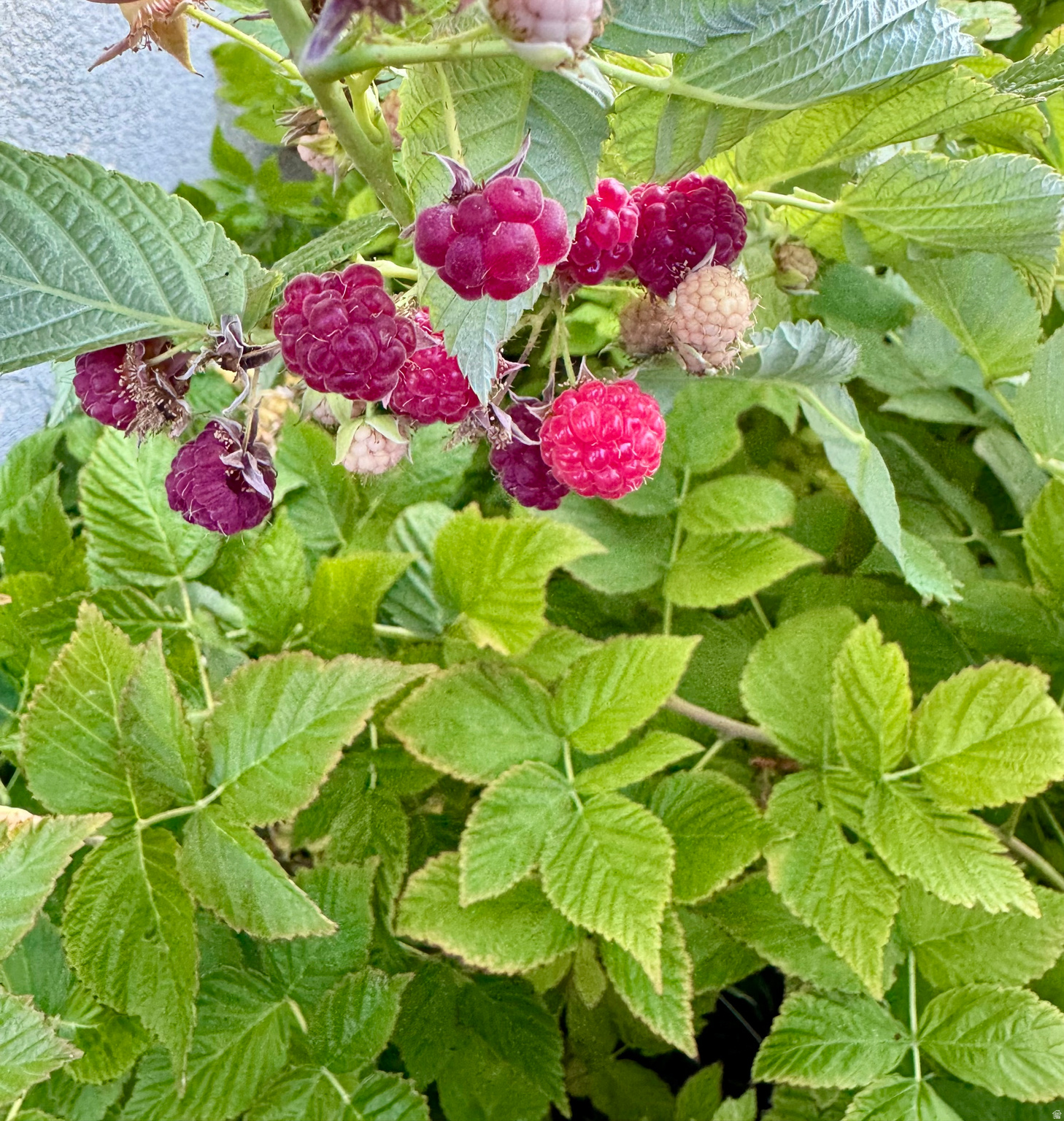 CANYON VIEW ESTATES - Residential