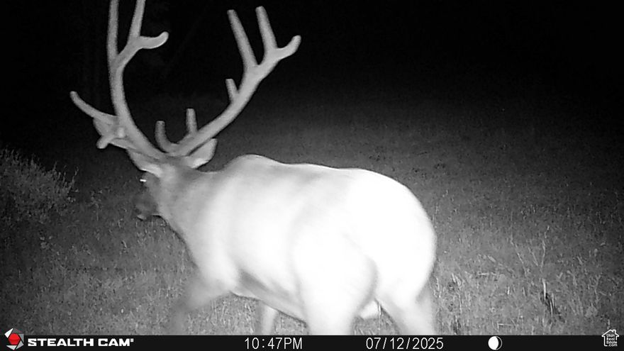 This square mile of high-elevation meadows is outlined with aspens and pines and full of wildlife. This property has been well managed by the same owners for decades, who have taken time to remove stagnant stands of pines and encourage new growth, aspens, and abundant meadows. Elk, mule deer, and a myriad of other species are present across the property using the meadows, old growth forests, and abundant water to their advantage. Several small creeks are flowing through the property, providing over 1.5 miles of running water.    The majority of the perimeter fencing is in place, and there are several miles of internal trails thanks to the timber management process. The property has had all of the major legwork completed to make this a premier recreational parcel. With multiple lakes and reservoirs a few minutes away, you are not far from multiple locations to catch various trout species. In Utah, any parcel of 640 or more acres is eligible for a yearly buck deer permit, and there are additional opportunities to obtain cow and spike elk tags regularly as well. With the property located in the heart of the famed Monroe hunting unit, the opportunity for 160+ inch deer and incredible elk hunting is at your front door. Furthermore, 3 sides of the property are bordered by the Fish Lake National Forest, providing hundreds of thousands of acres for recreational pursuits.   The cabin itself is 24' x 36', a 2-bedroom /1 bathroom with a loft, wood paneling, and a kitchen, dining area, and storage. The floor-to-ceiling wall of windows overlooks the property itself and provides plenty of natural light throughout. A deck and upstairs porch further add to the opportunities for wildlife viewing and enjoying looking over the mountain meadow, wildlife, and abundant trees. With the road access and multiple flat, clear areas, this parcel provides multiple additional cabin sites and would be well suited for subdividing with power lines running 1400 feet from the Western border. Of the 640 total acres, close to 340 are still covered in old-growth pine and aspen forests.  Two parcels included: Sevier 5-132-12 and Piute 03-0005-0717  and WR 61-2857