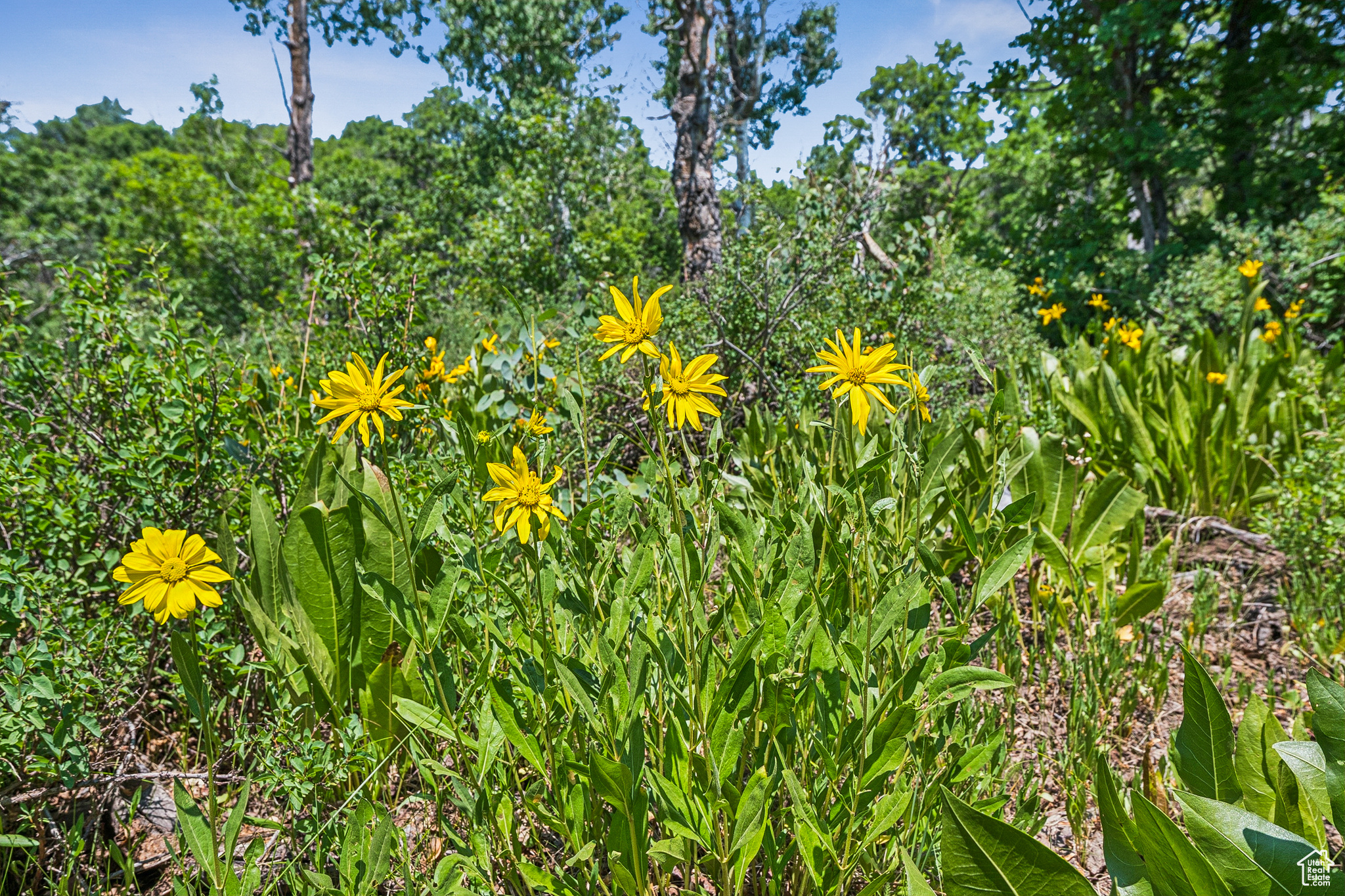 THE PRESERVE - Land
