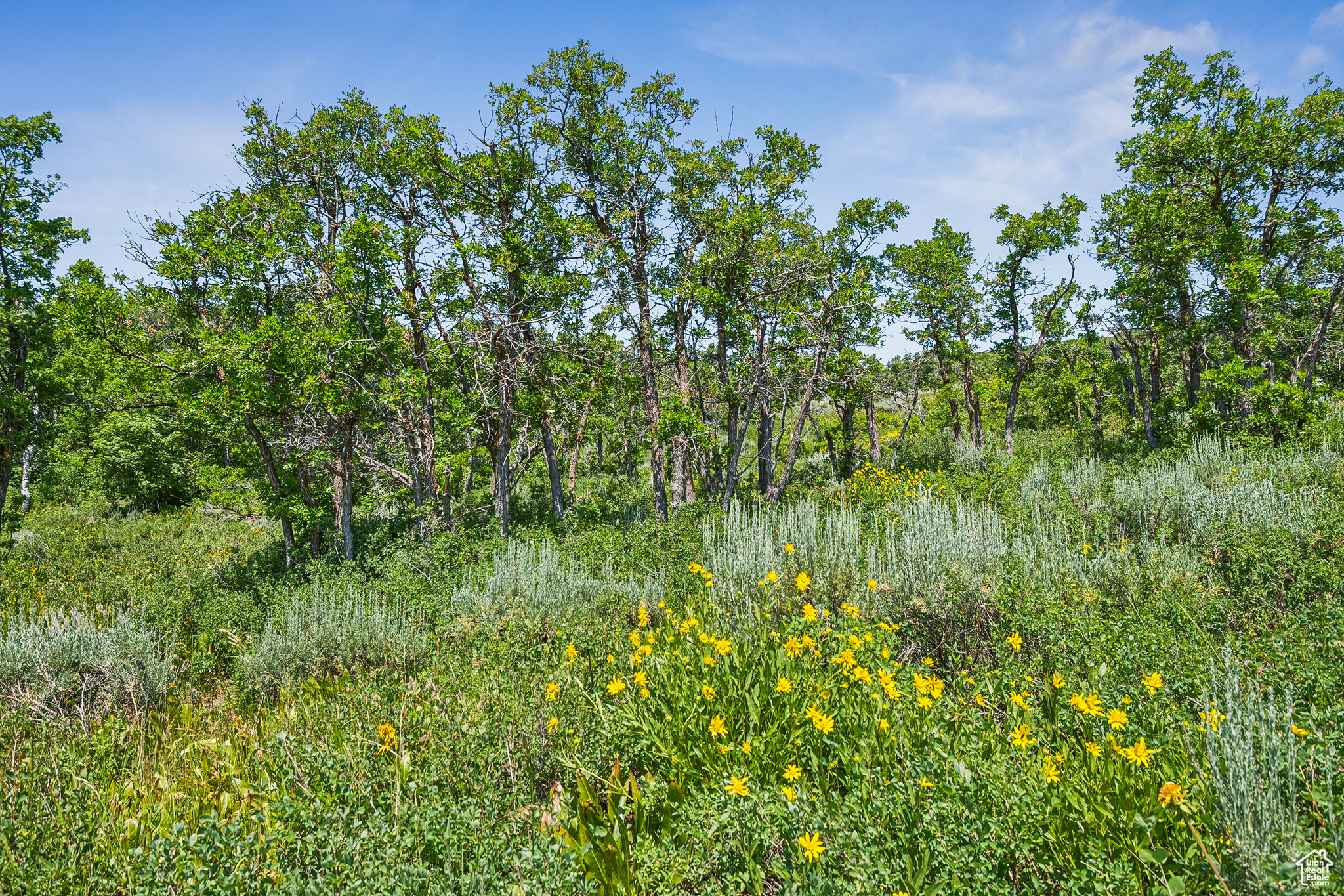 THE PRESERVE - Land