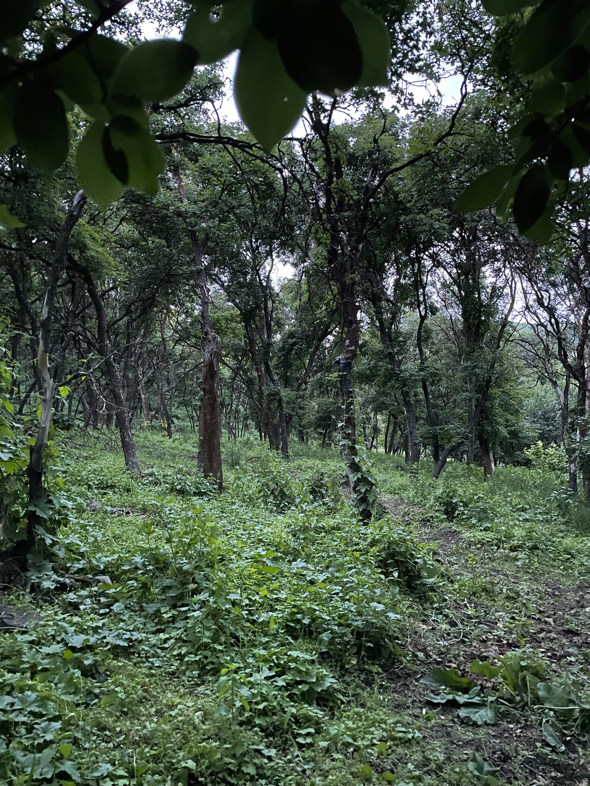 MOUNT STERLING - Residential