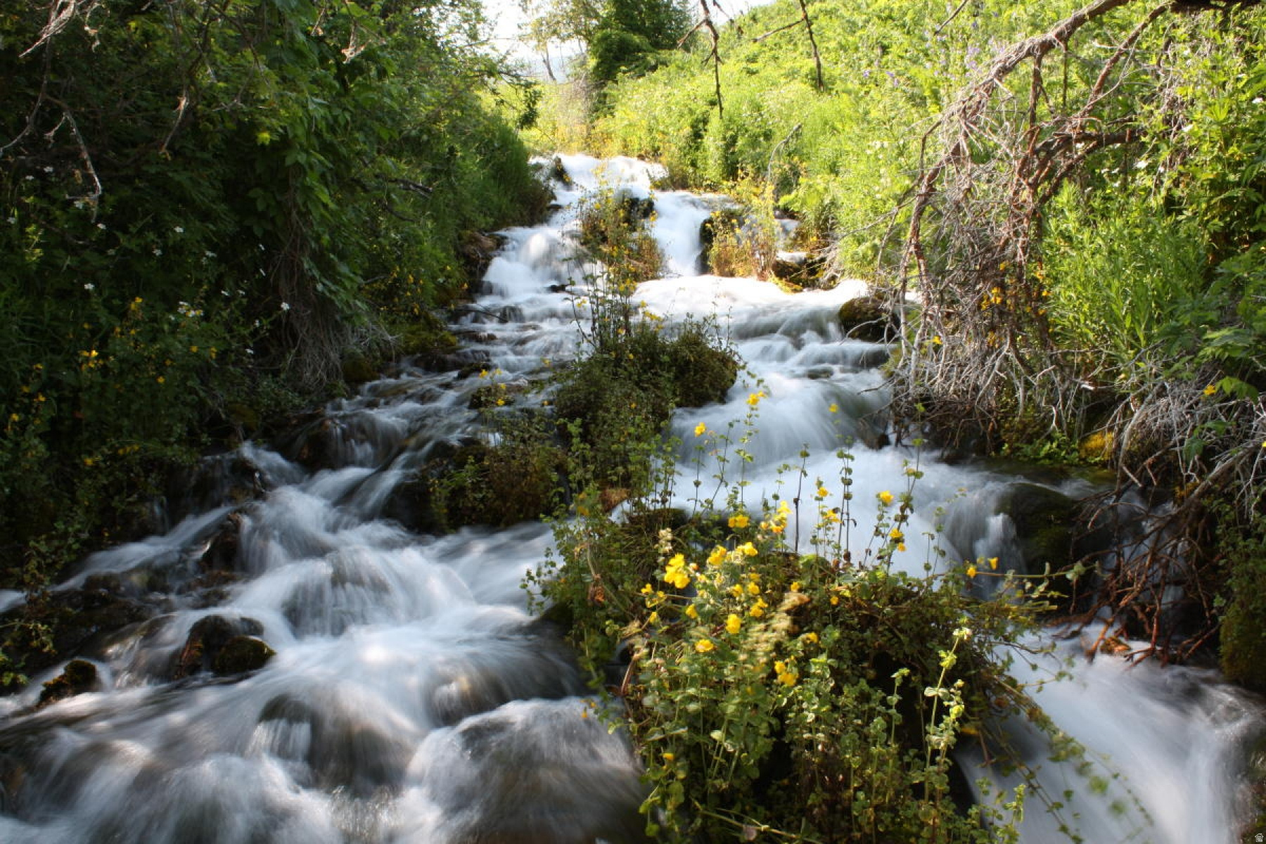 CHARLESTON - Residential