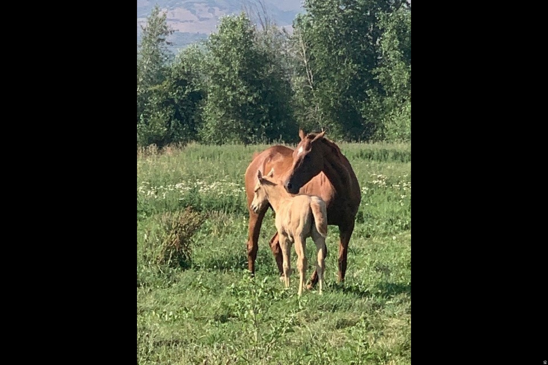 CHARLESTON - Residential