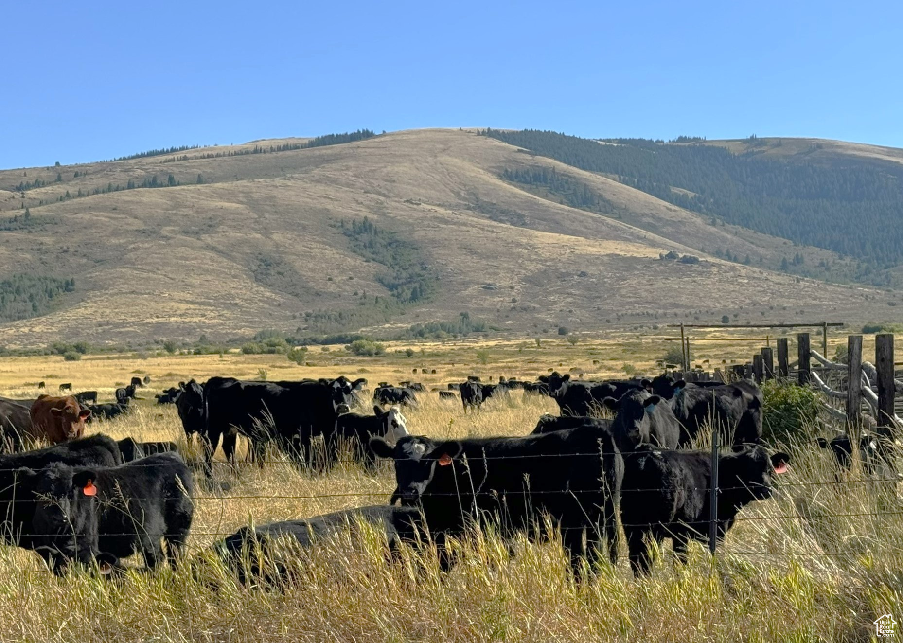 1050 S 950 Rd, Albion, Idaho image 7