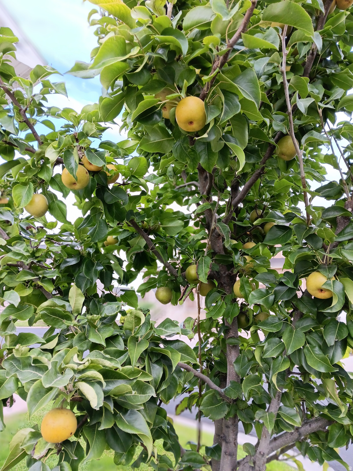 VALENTINE ESTATES - Residential