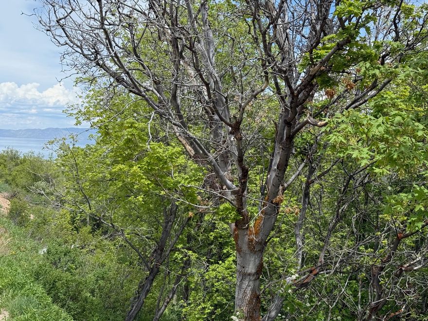 Building lot in Beautiful Bear Lake with trees!  Located just off Logan Canyon Scenic Byway!  Close to Beaver Mtn Ski Resort, the sinks, Garden City shops and restaurants, and  Bear Lake State Park marina.  Your year round adventure awaits!  Buy today and build your dream home get away!