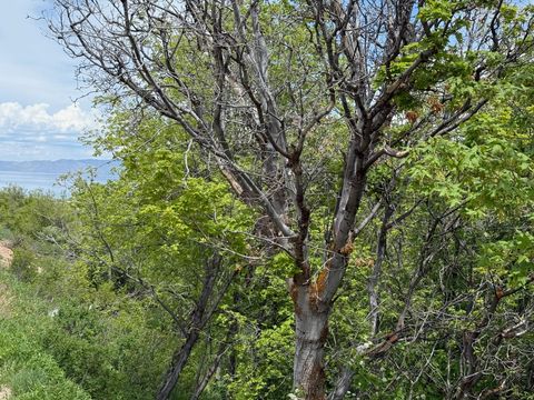 Vacant Land For Sale - 1517 S Mahogany Dr #B18<br/> Rich County, Garden City, UT 84028