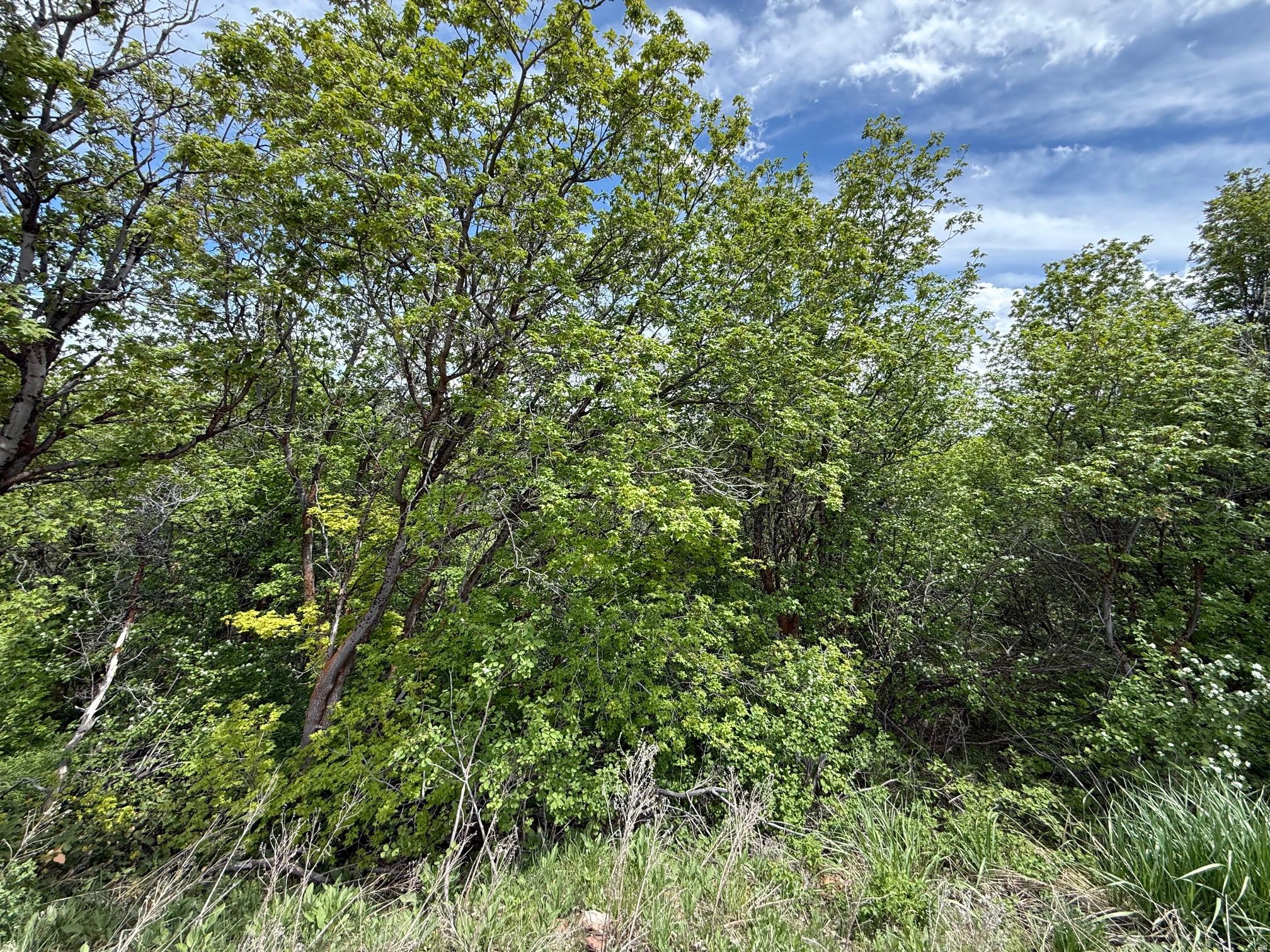 BRIDGERLAND VILLAGE PLAT B - Land