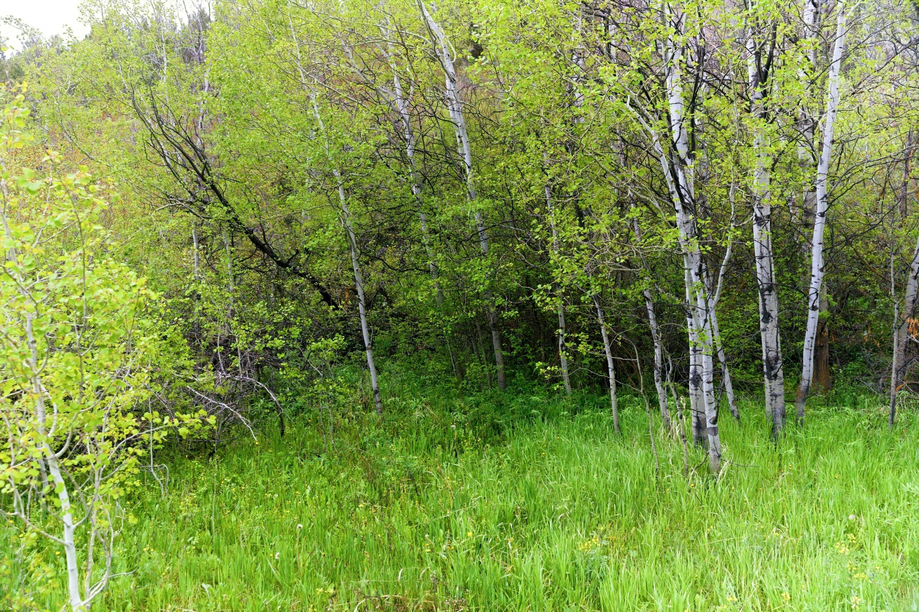 SAMAK COUNTRY ESTATES - Land