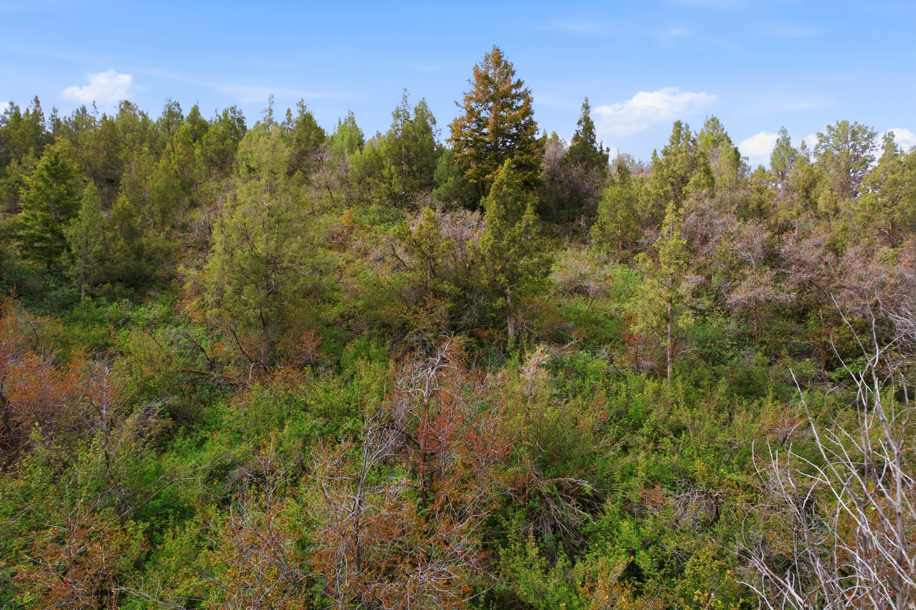SAMAK COUNTRY ESTATES - Land
