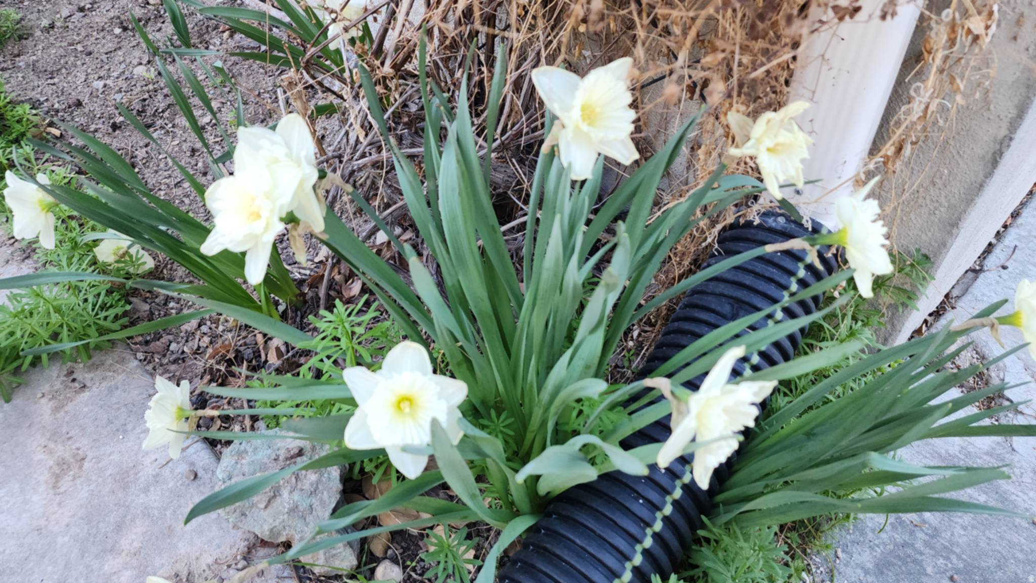 GOLF COURSE ISLAND SUB - Residential