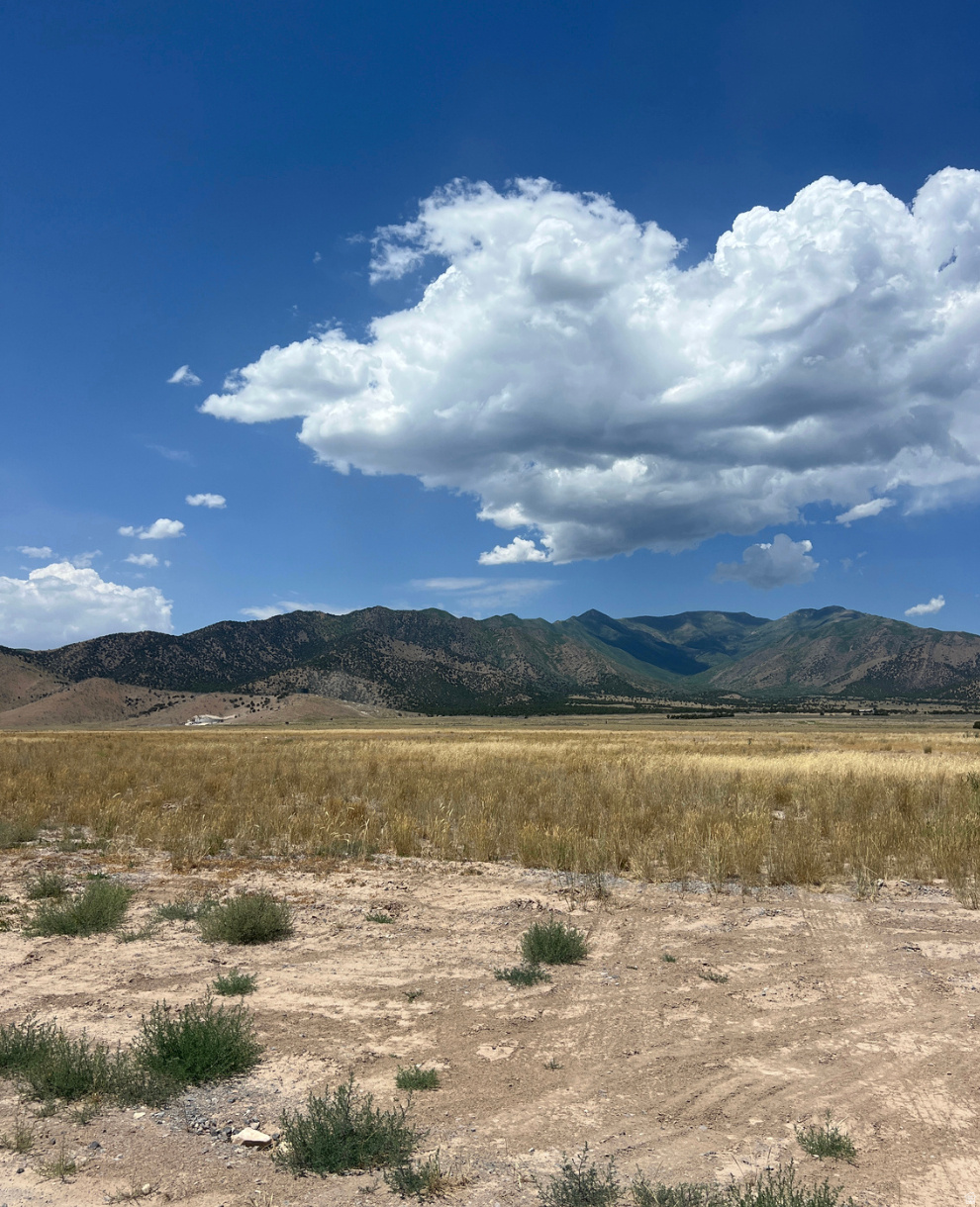 FIREFLY RACHES - Land