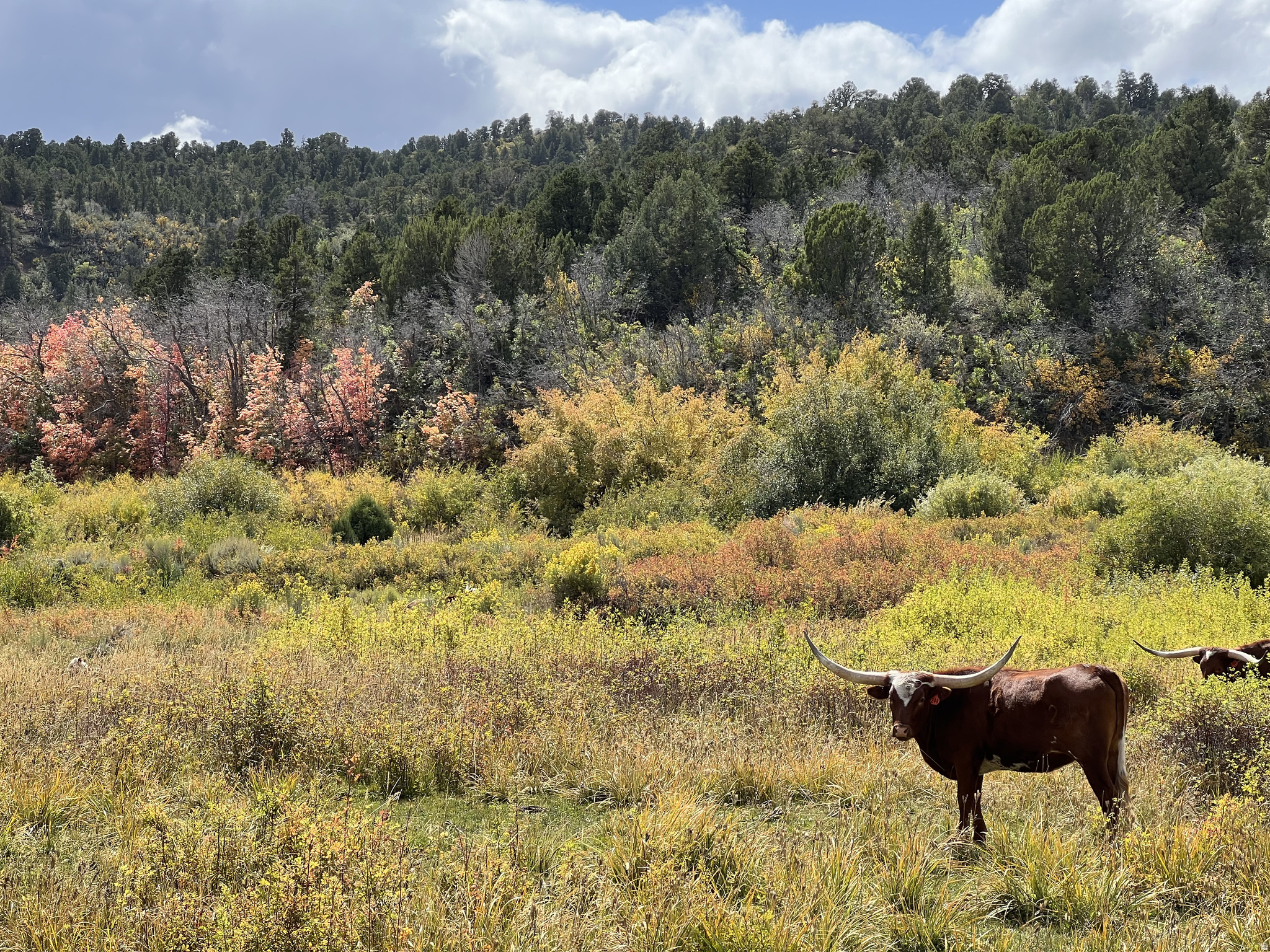 DEER SPRINGS RANCH PLAT B - Land