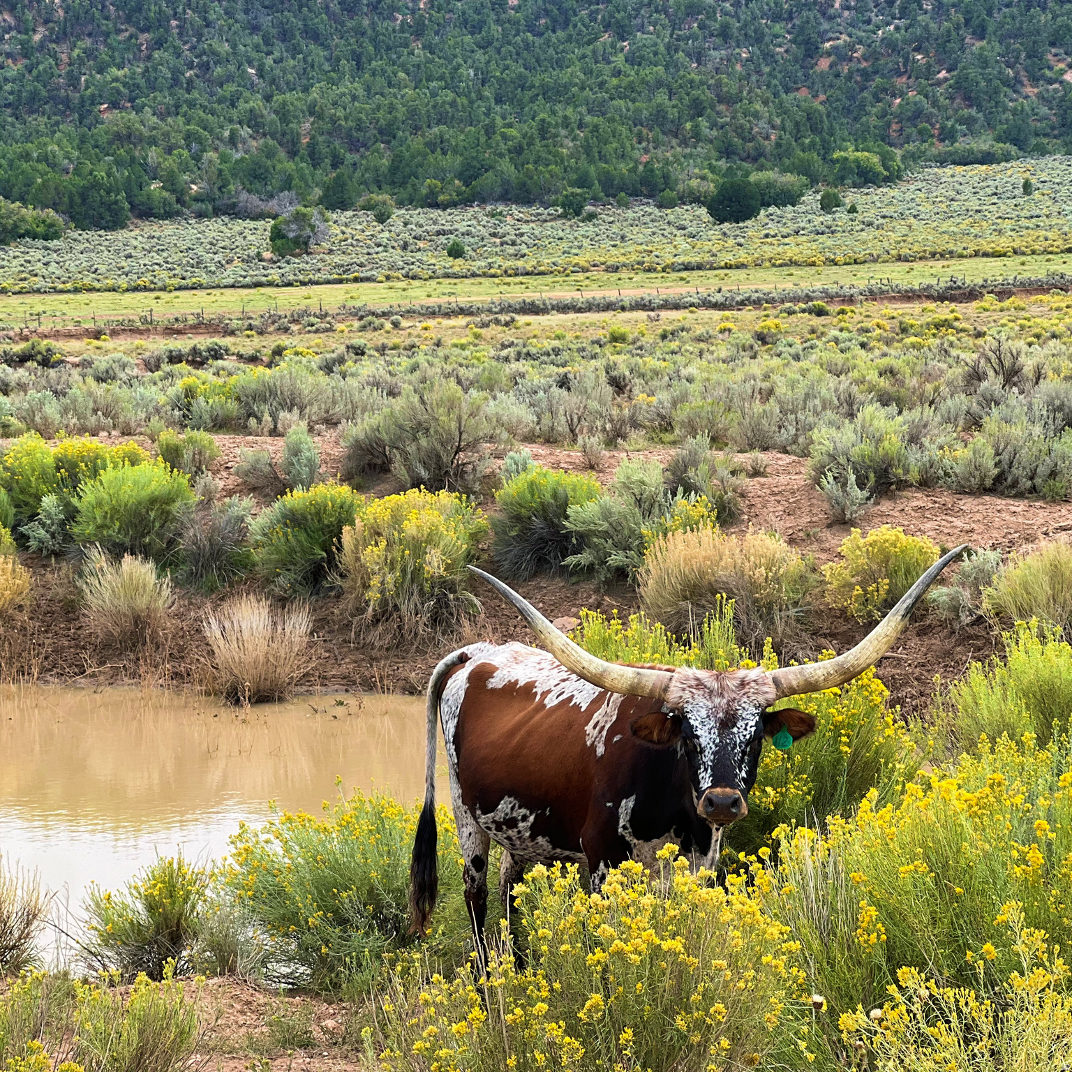 DEER SPRINGS RANCH PLAT B - Land