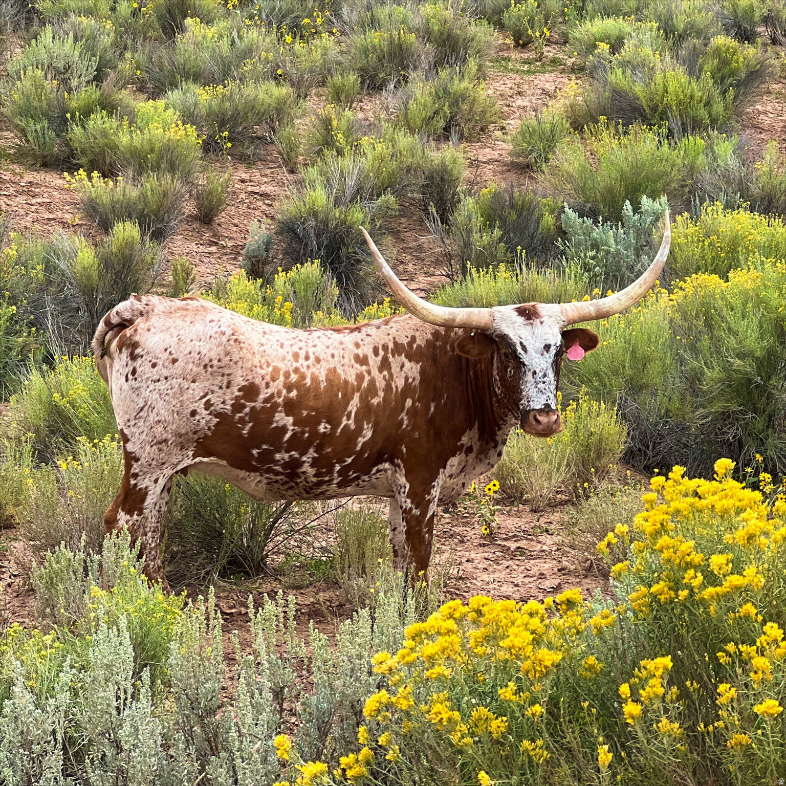 DEER SPRINGS RANCH PLAT B - Land