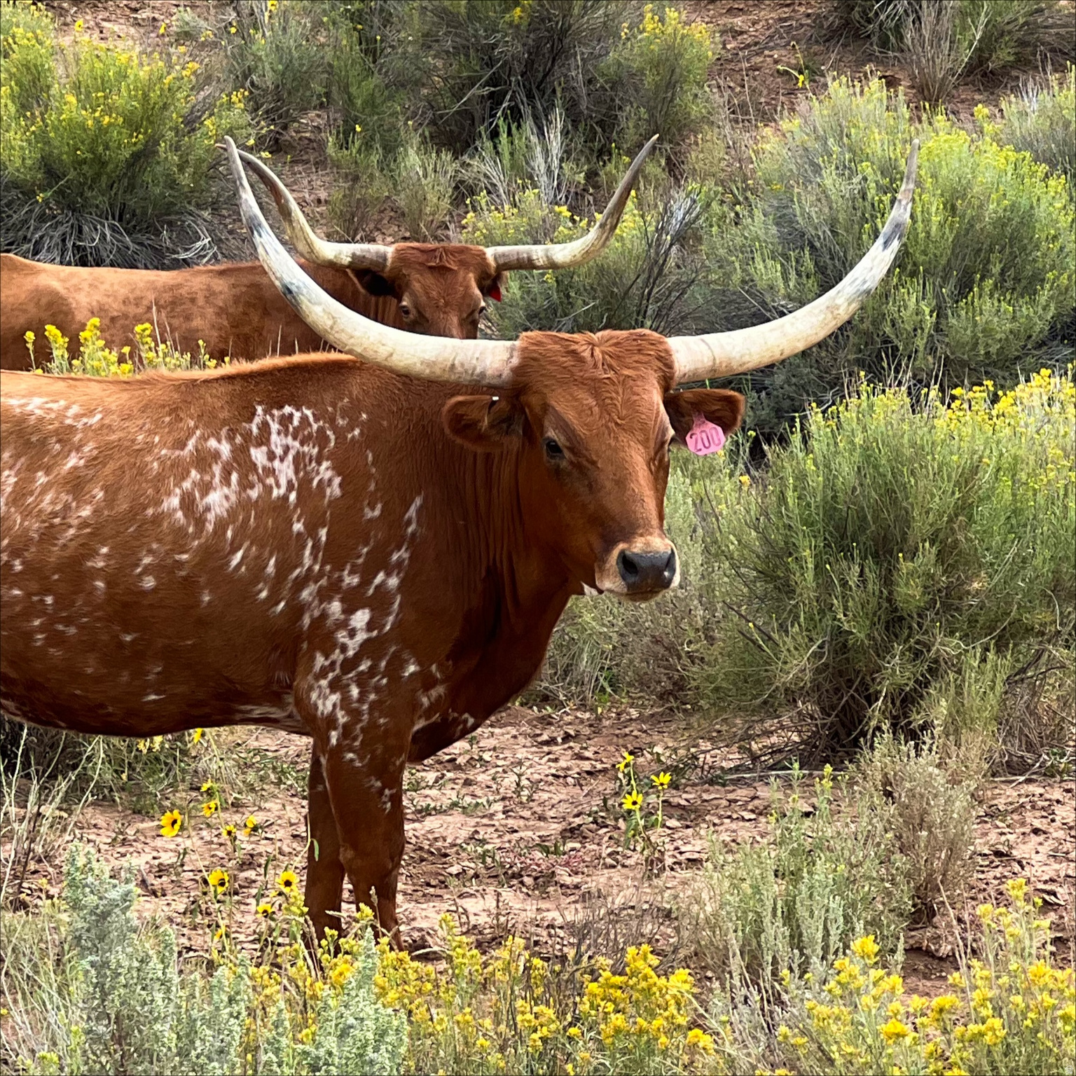 DEER SPRINGS RANCH PLAT B - Land