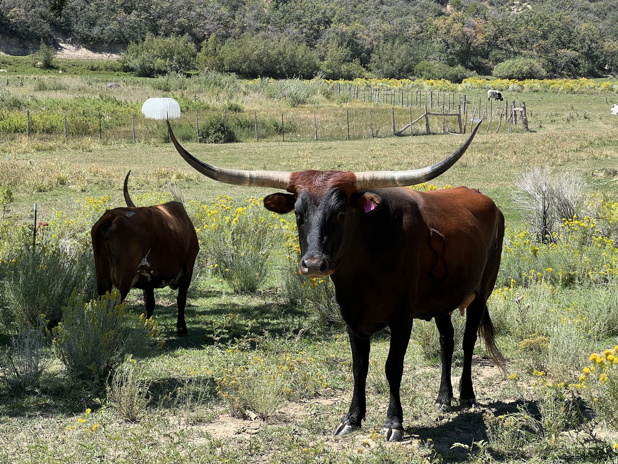 DEER SPRINGS RANCH PLAT B - Land