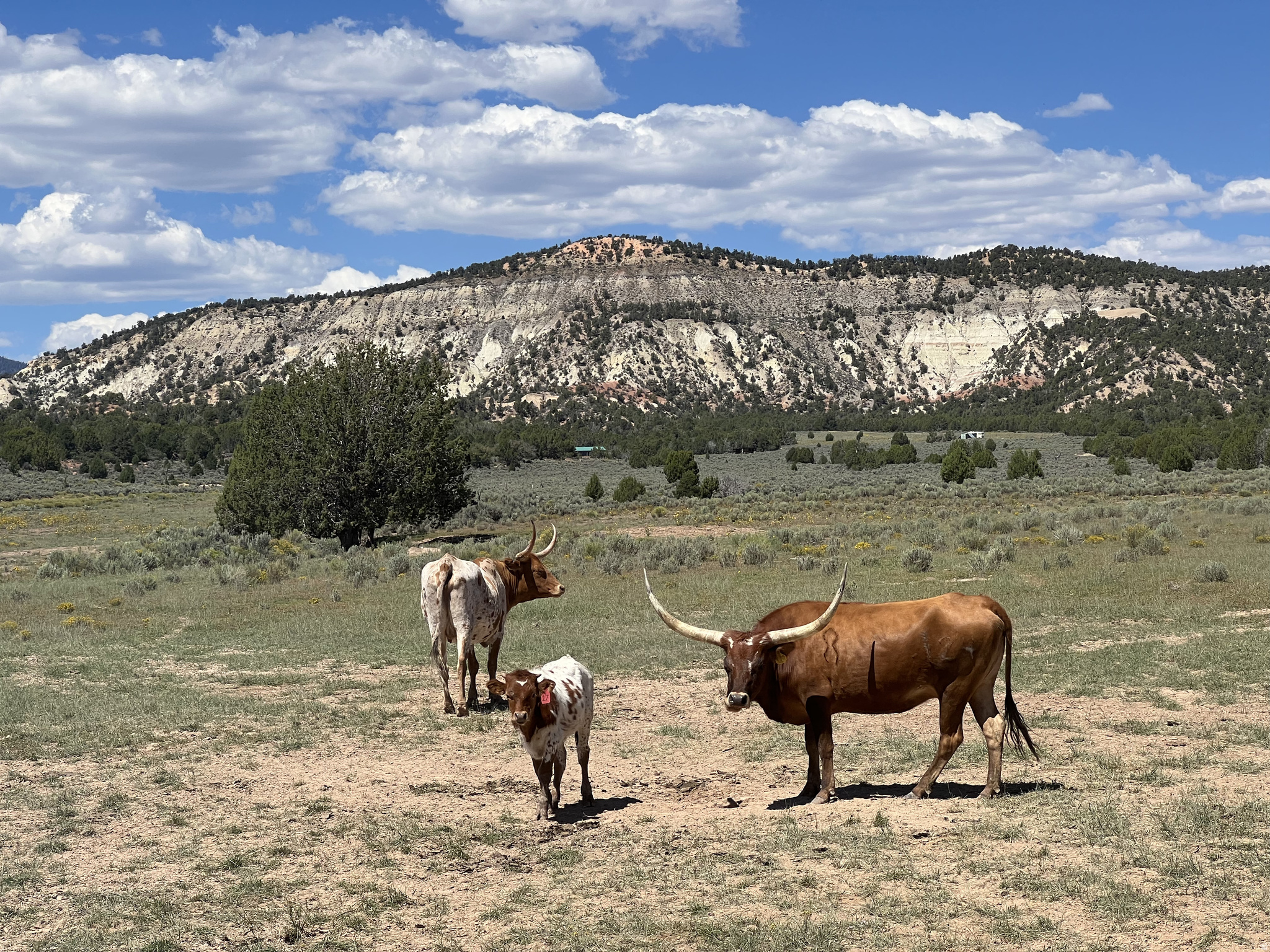DEER SPRINGS RANCH PLAT B - Land