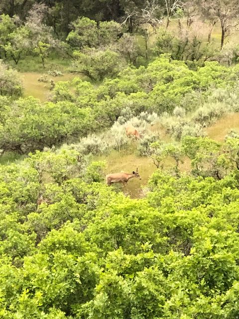 Tiny photo for 541 S LEFT FORK HOBB RD E #8, Springville, UT 84663 (MLS # 2137925)