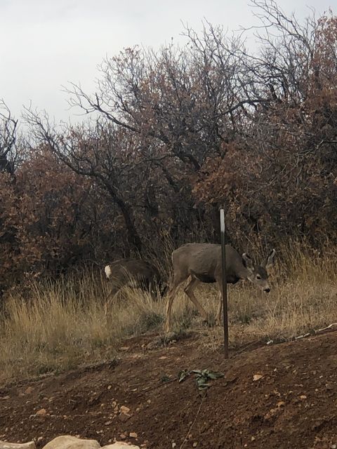 Tiny photo for 541 S LEFT FORK HOBB RD E #8, Springville, UT 84663 (MLS # 2137925)