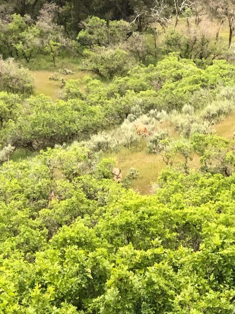 Tiny photo for 541 S LEFT FORK HOBB RD E #8, Springville, UT 84663 (MLS # 2137925)