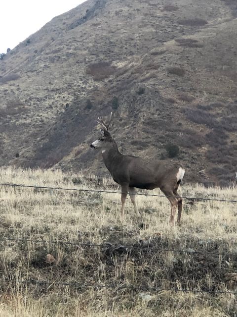 Tiny photo for 541 S LEFT FORK HOBB RD E #8, Springville, UT 84663 (MLS # 2137925)