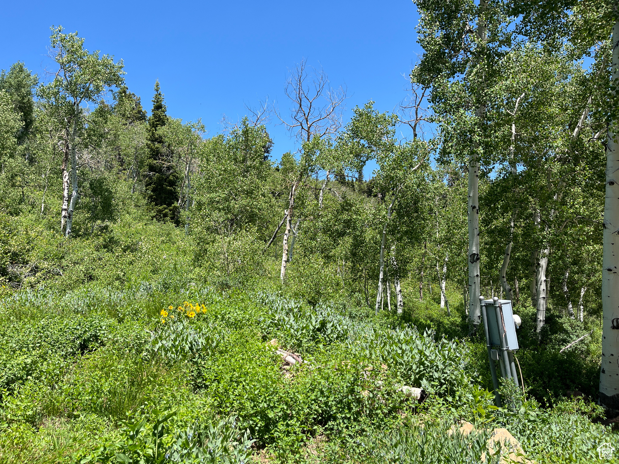 PINE MEADOW RANCH - Land