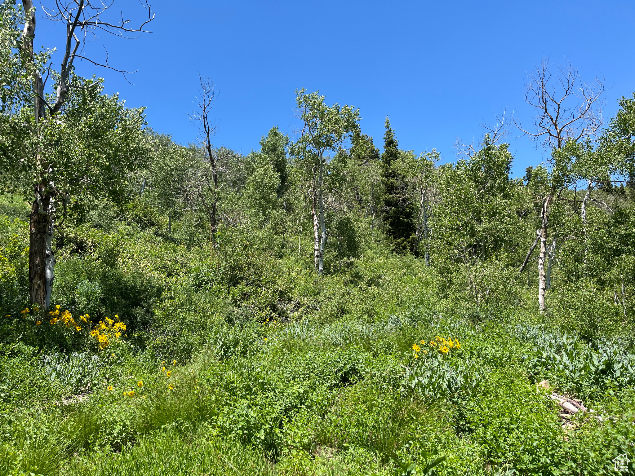 PINE MEADOW RANCH - Land