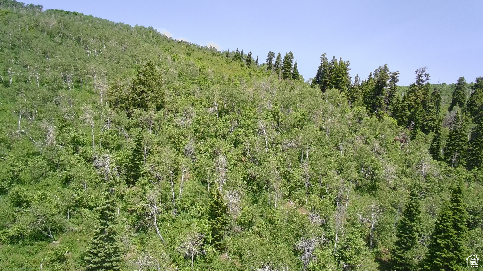 PINE MEADOW RANCH - Land