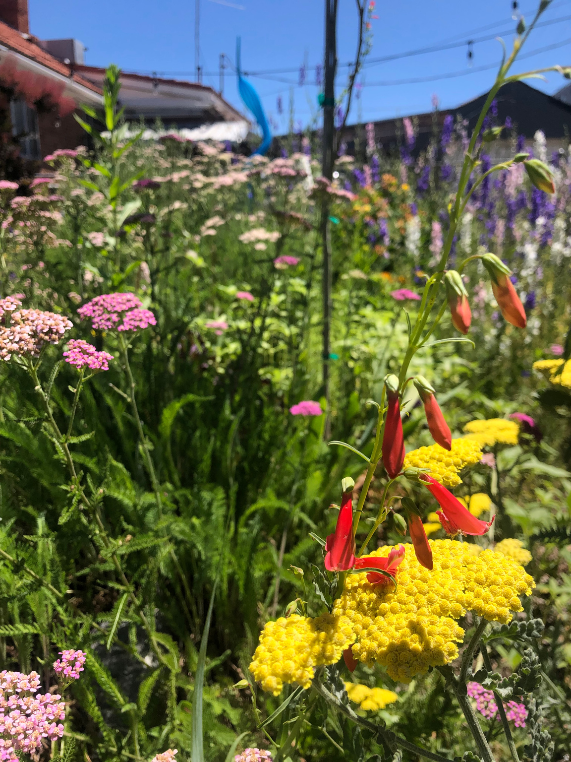 PLAT A BIG FIELD SUR - Residential