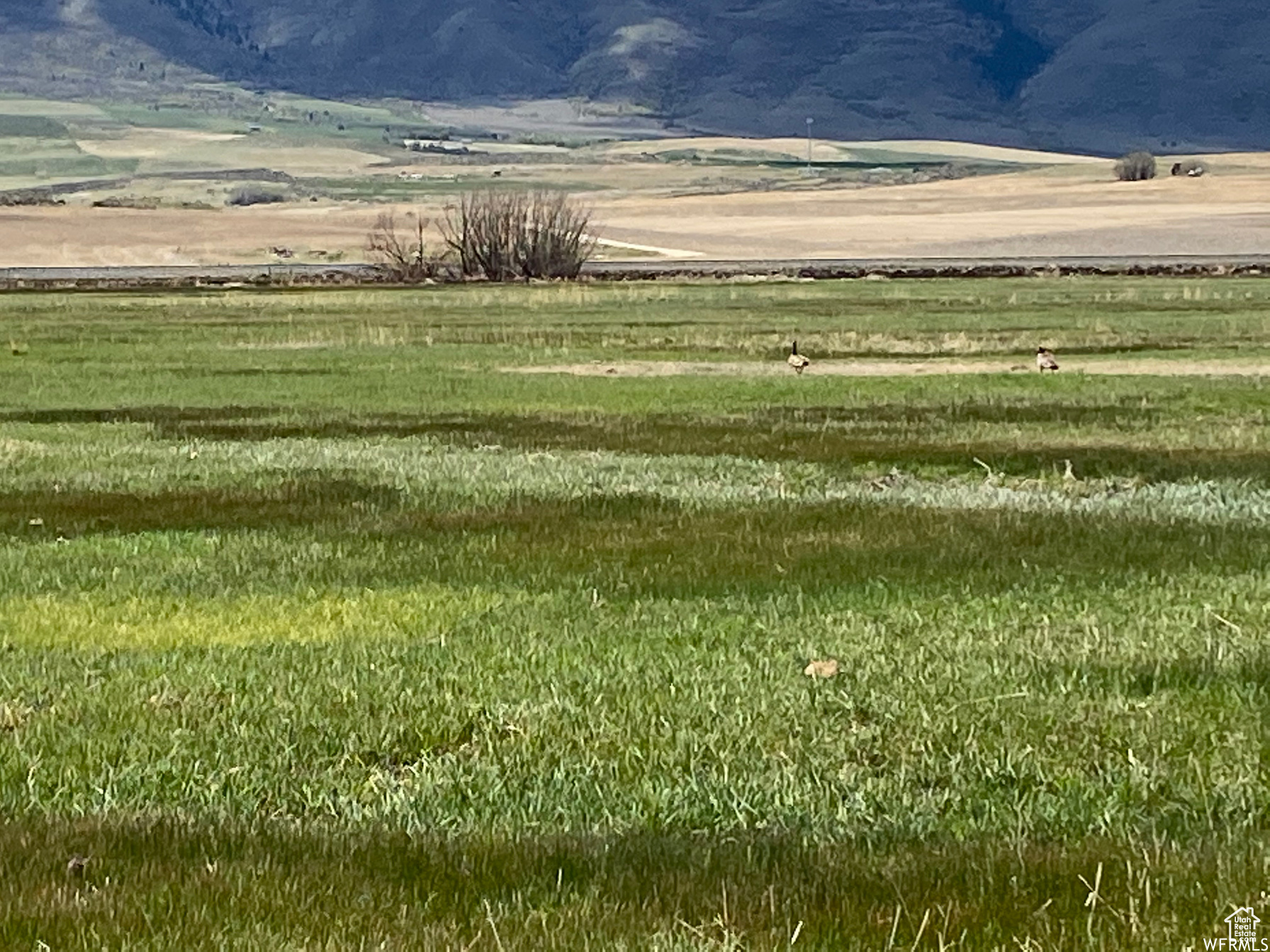 Land, Swanlake, Idaho image 5