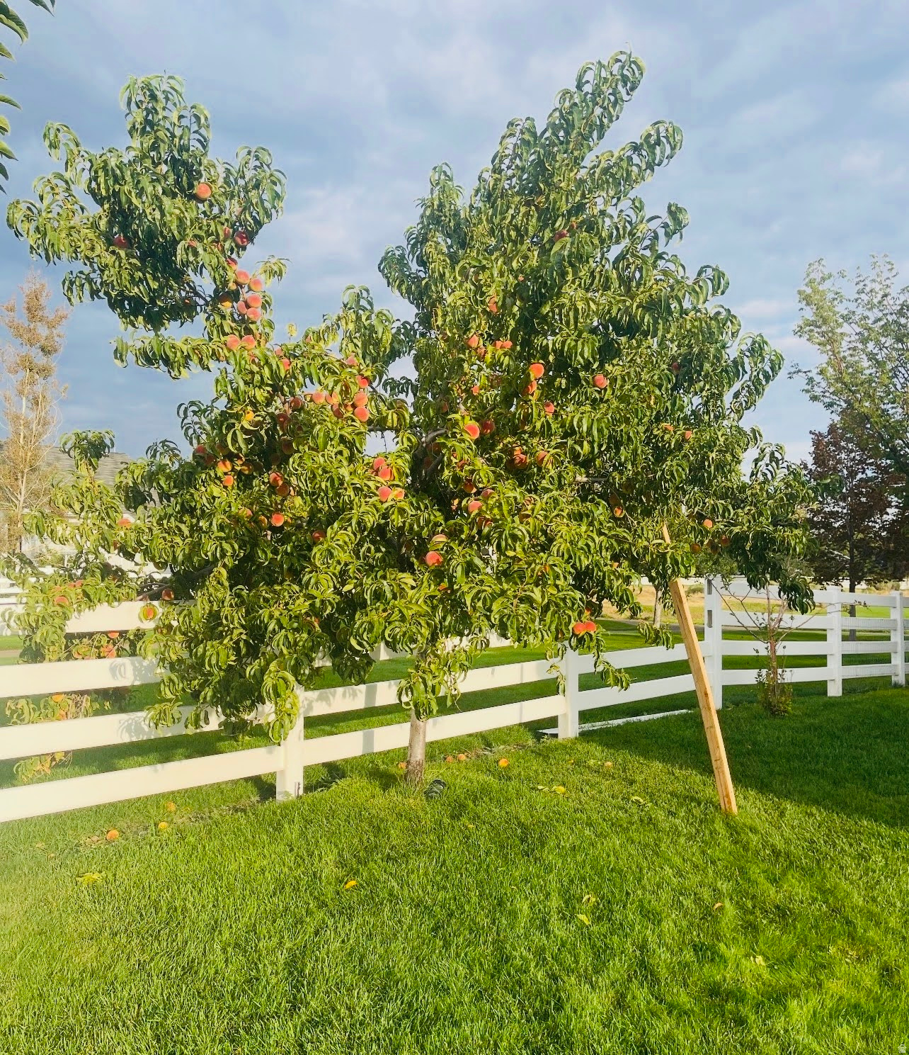 ESTATES AT ROSE CREEK PLAT 1 - Residential