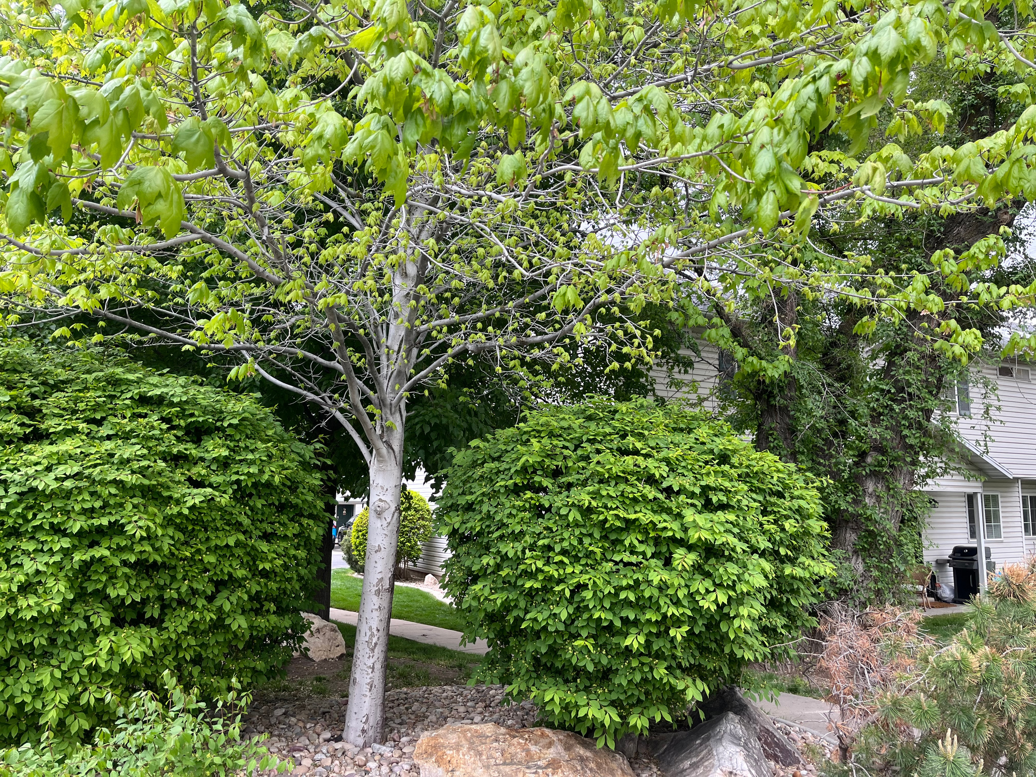 CANYON WOODS - Residential