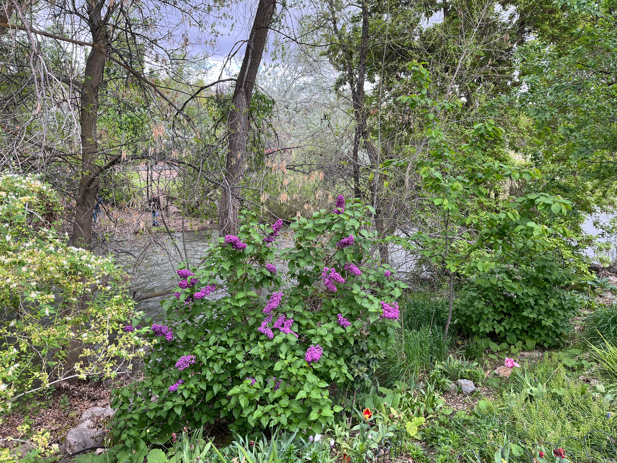 CANYON WOODS - Residential