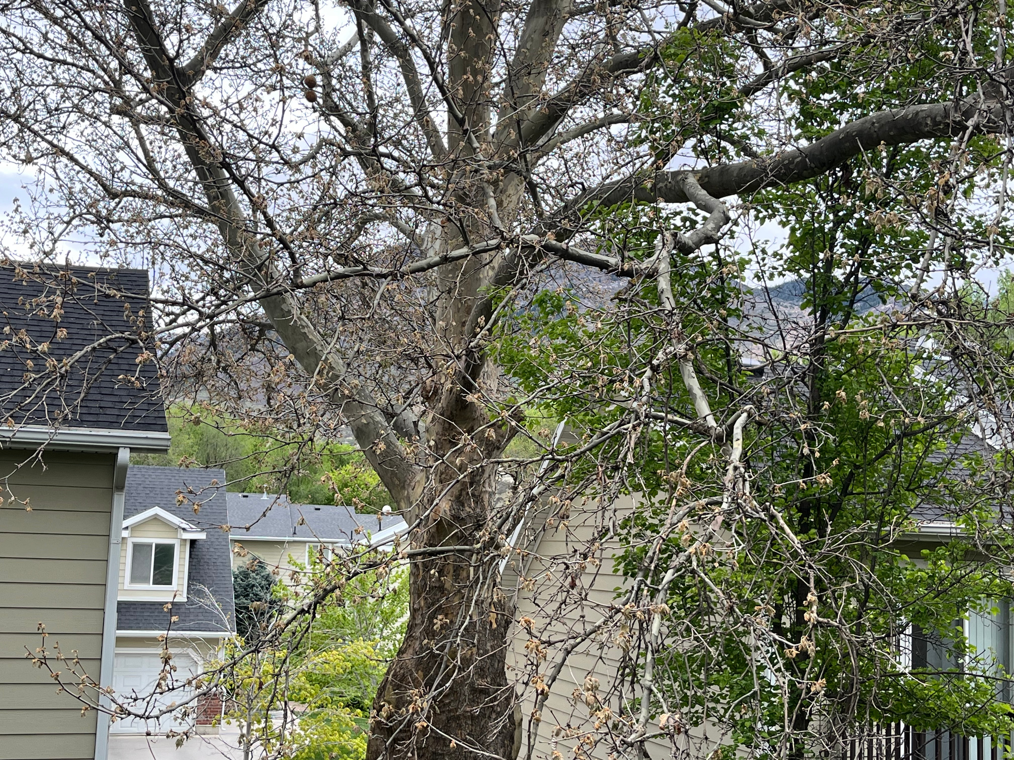 CANYON WOODS - Residential