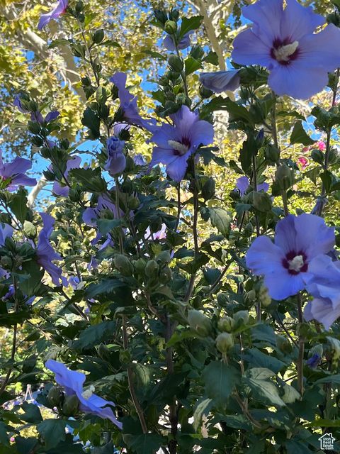 Tiny photo for 139 N VIRGINIA St, Salt Lake City, UT 84103 (MLS # 2112399)