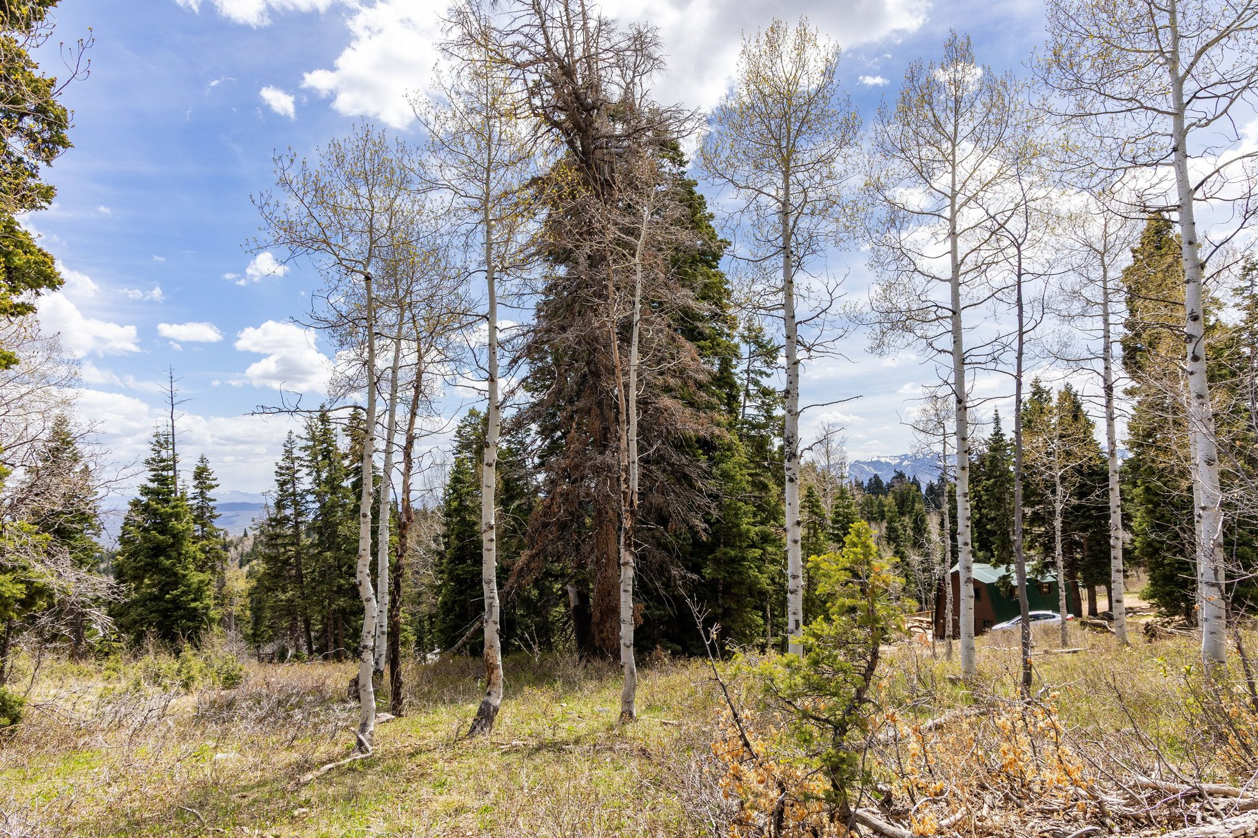 PINE MEADOW RANCH - Land