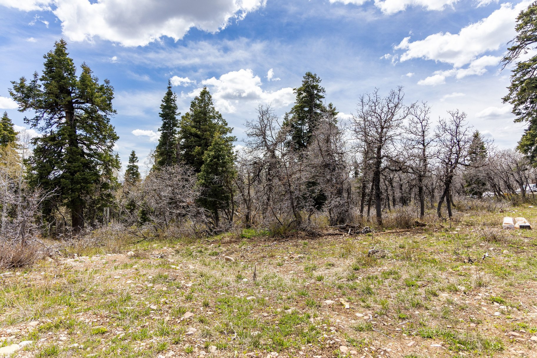 PINE MEADOW RANCH - Land