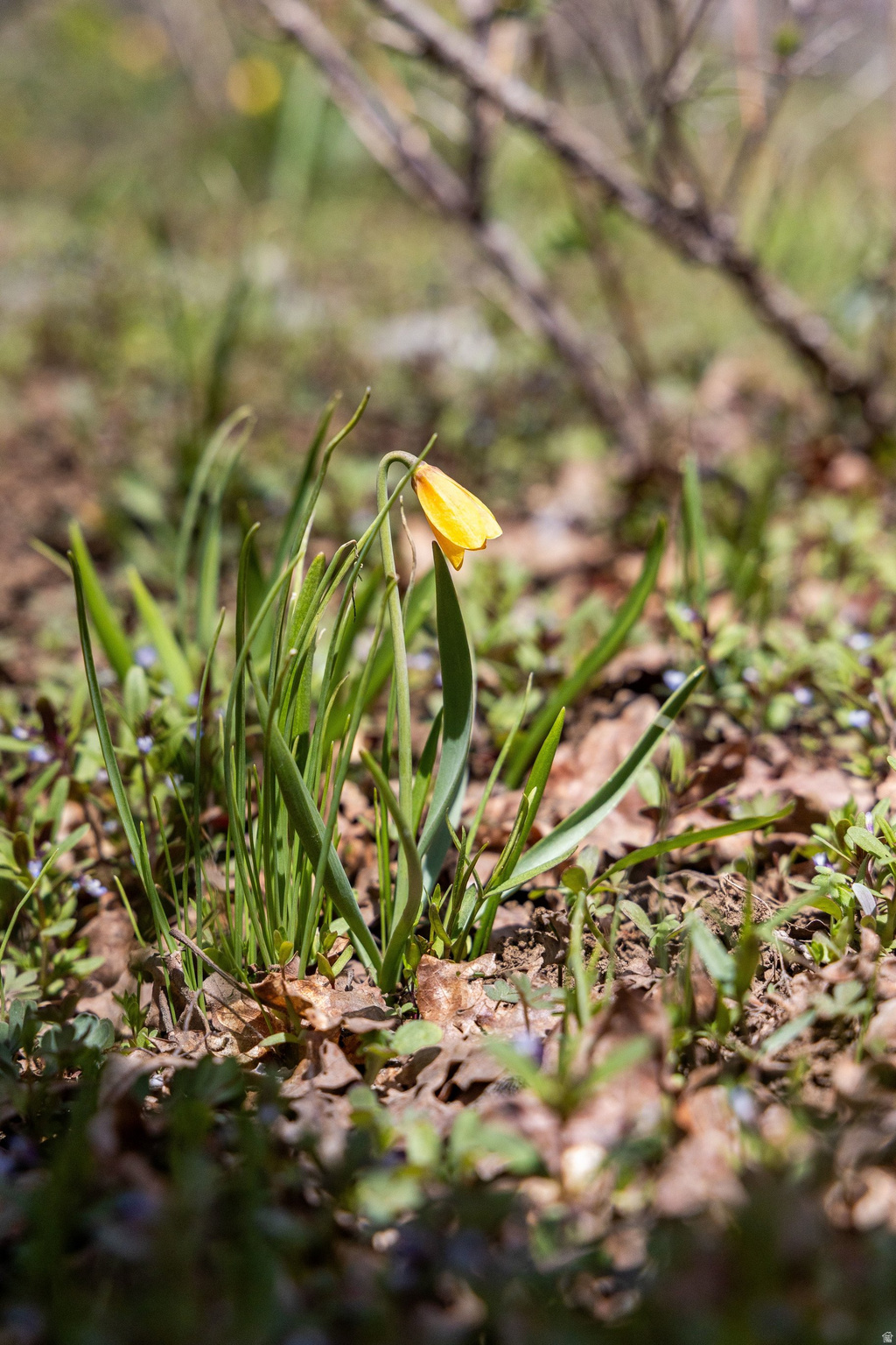 PINE MEADOW RANCH - Land