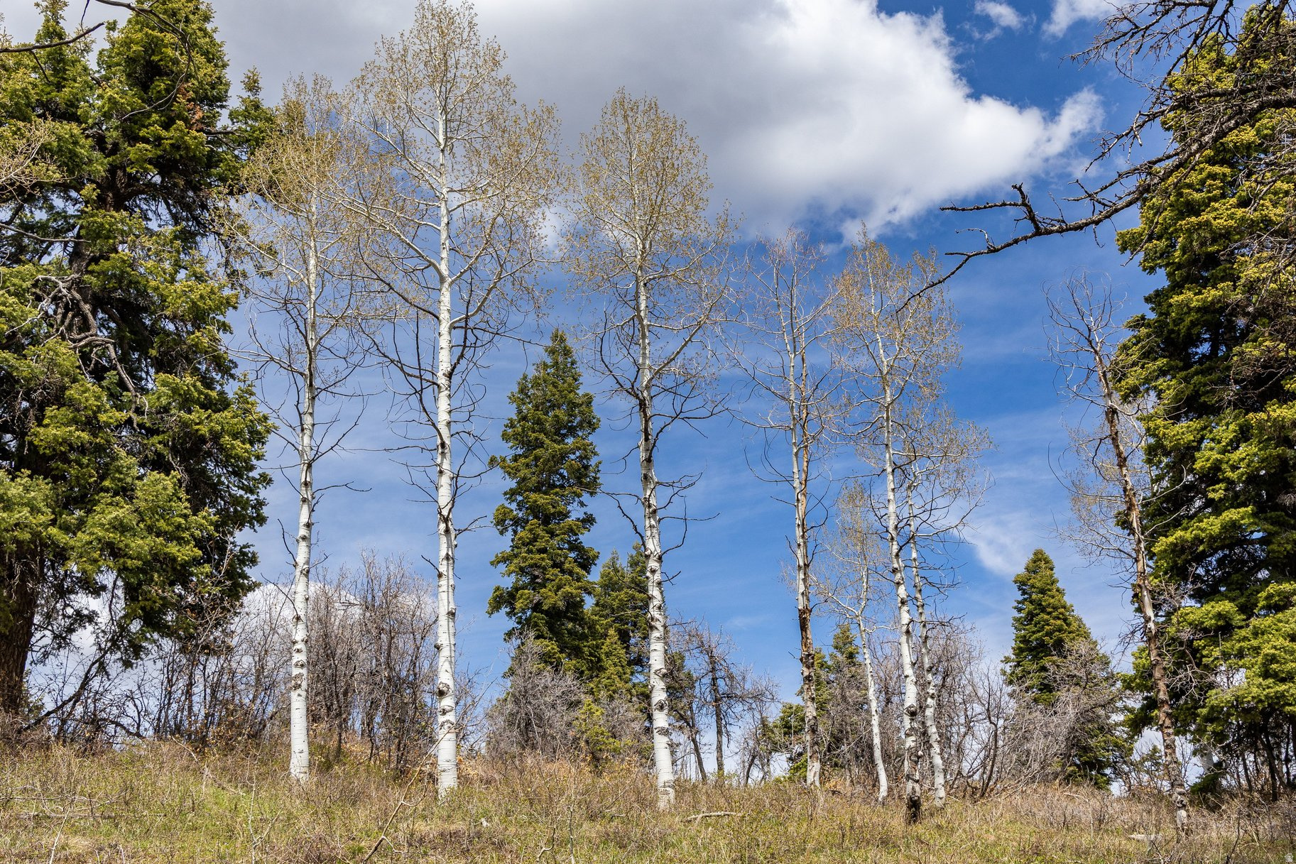 PINE MEADOW RANCH - Land