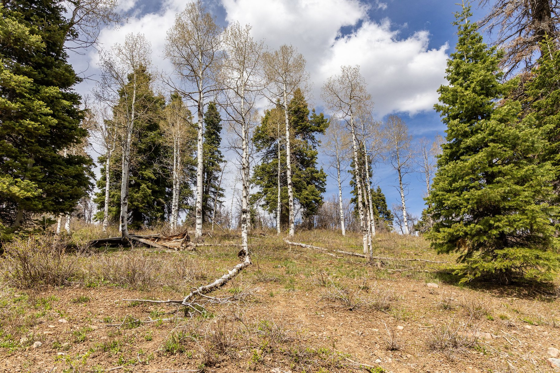 PINE MEADOW RANCH - Land