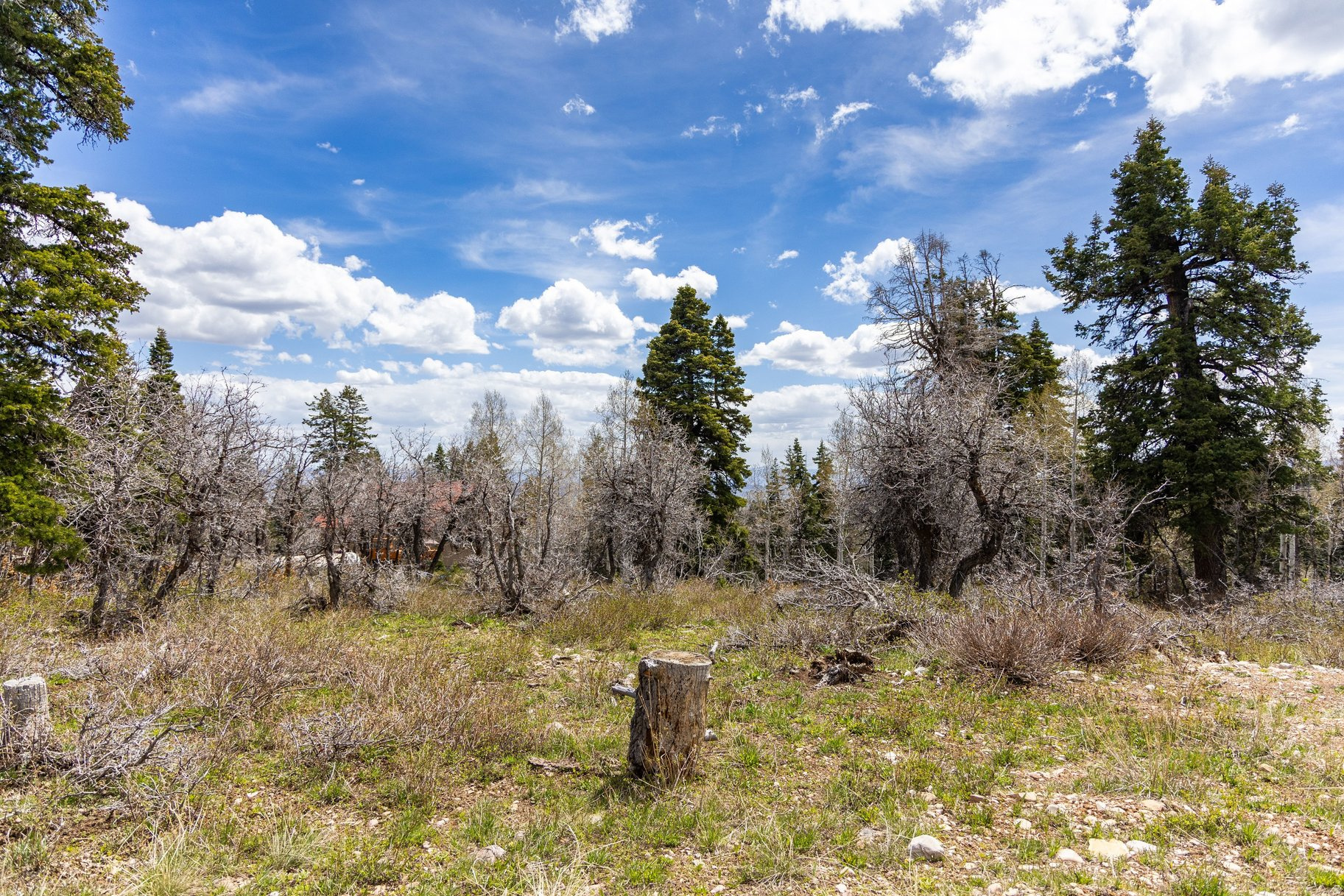 PINE MEADOW RANCH - Land