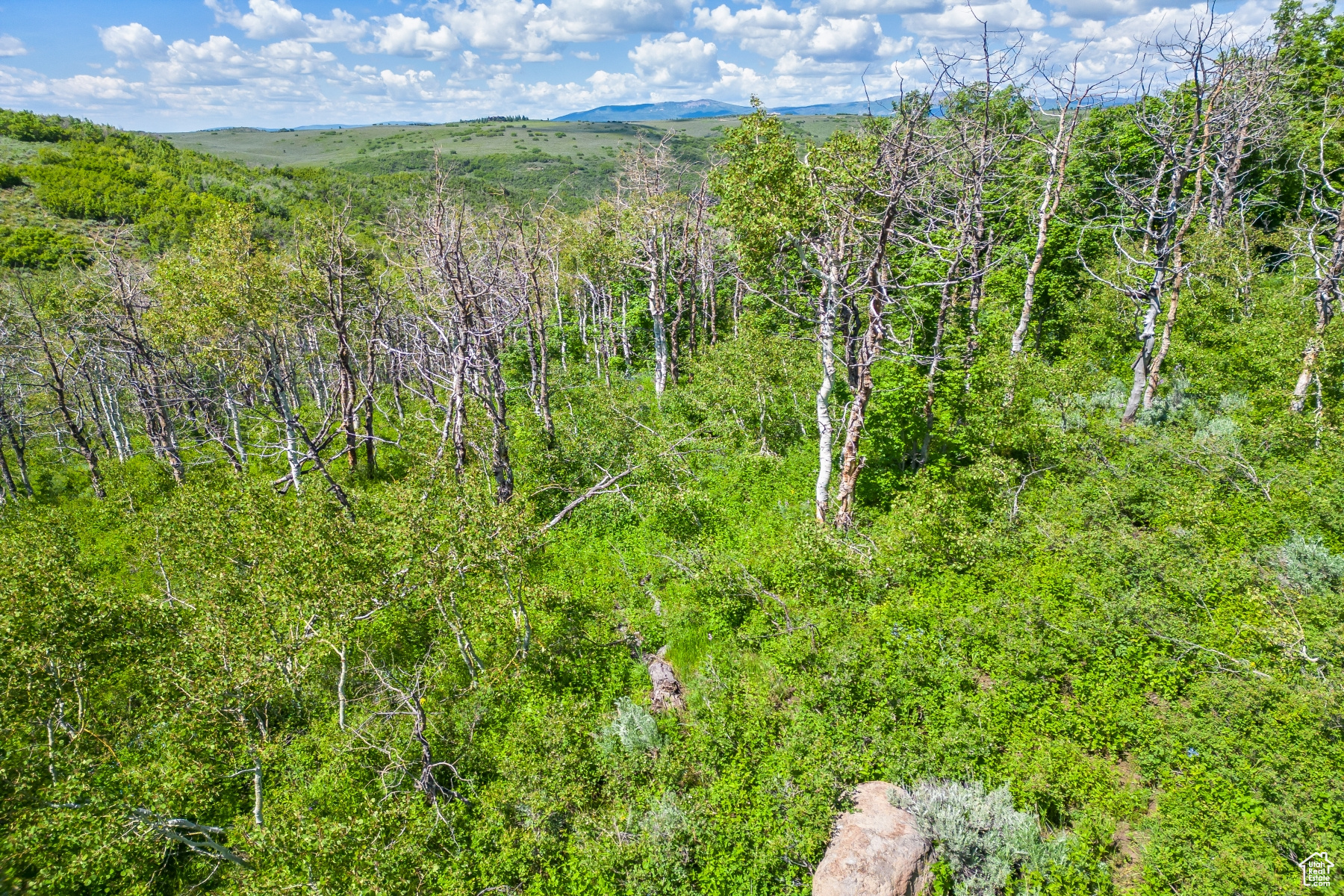 WOLF CREEK RANCH - Land