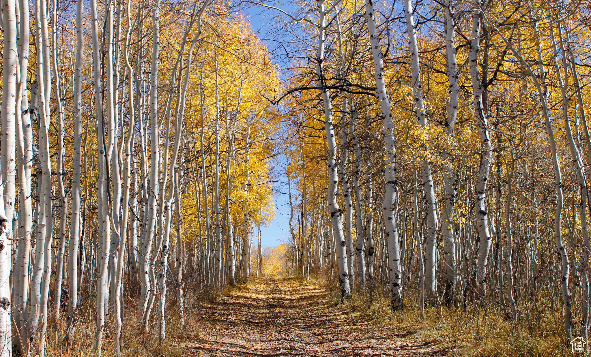 WOLF CREEK RANCH - Land
