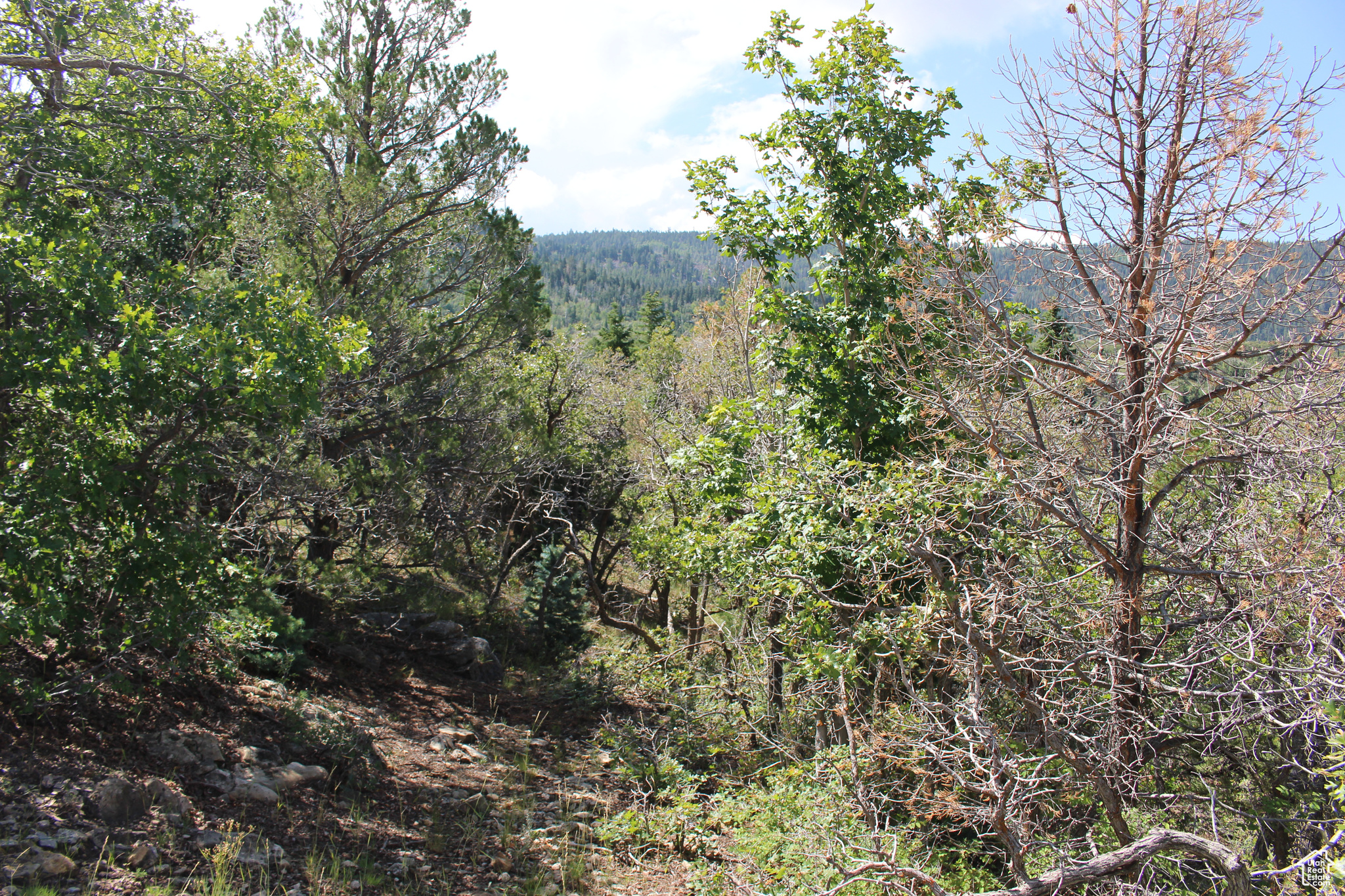 CEDAR HIGHLANDS SUBDIVISION - Land