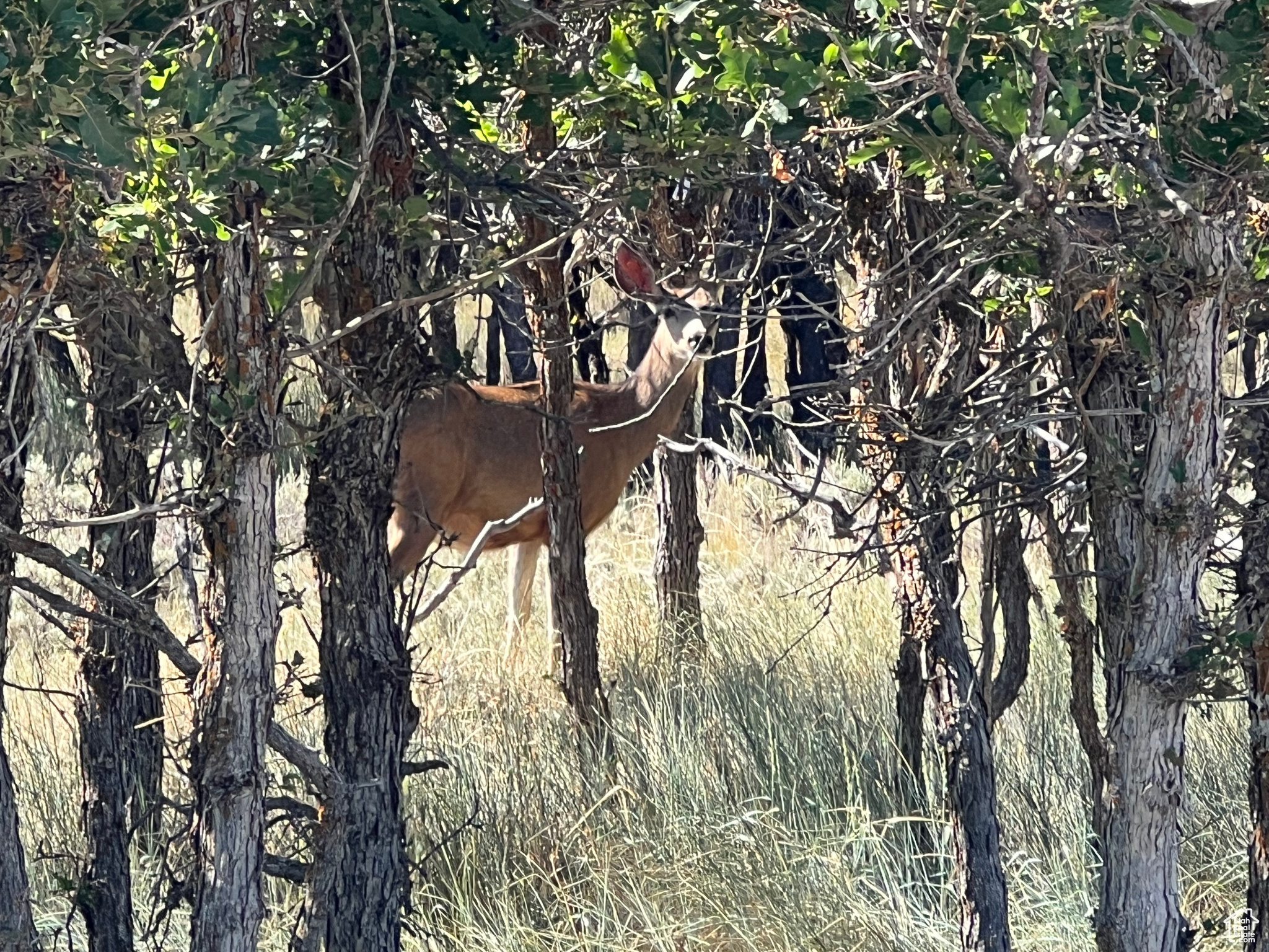 DEER HAVEN PARK SUBDIVISION - Land
