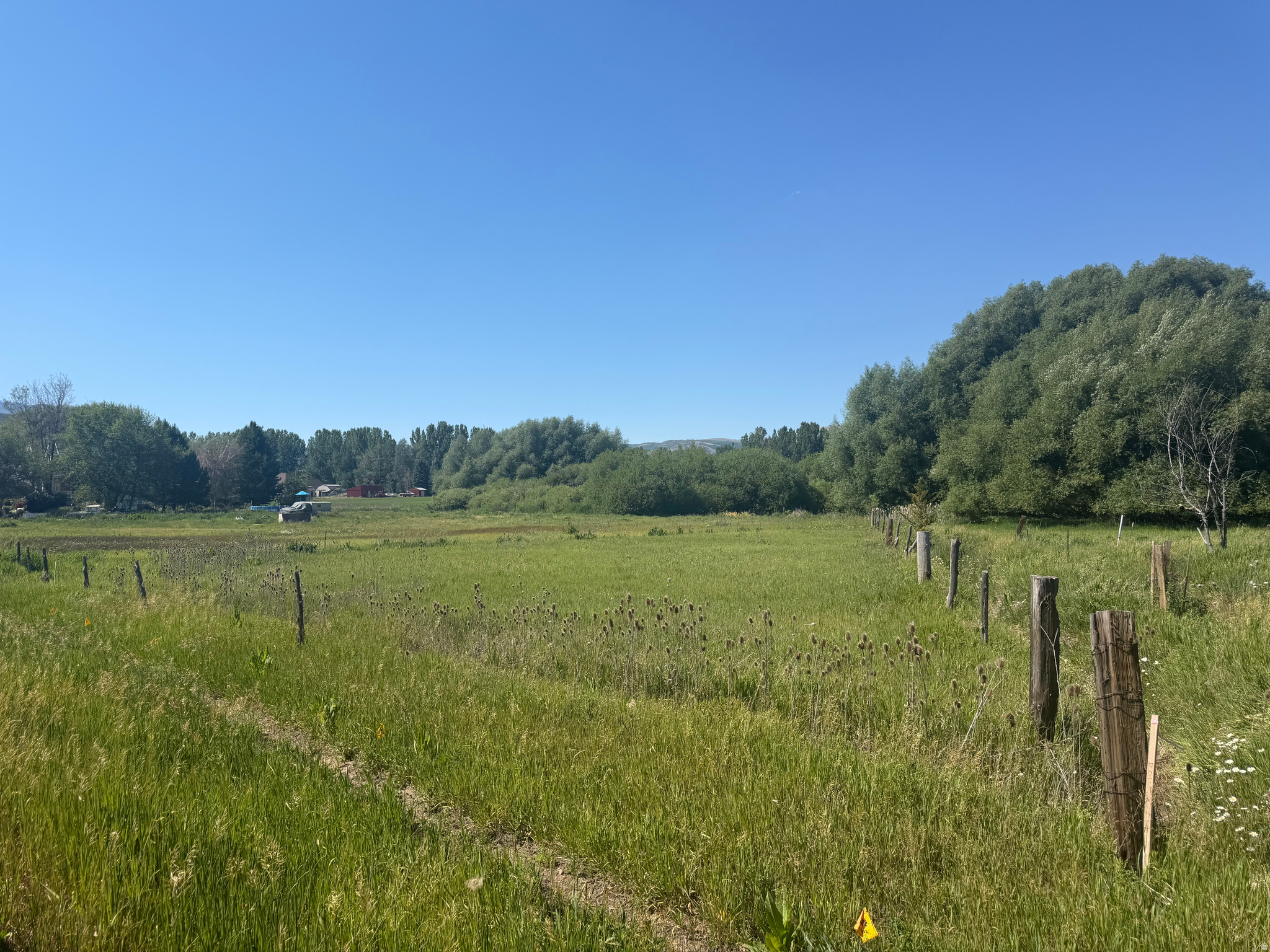 Expansive green field with natural growth and established trees defining the perimeter