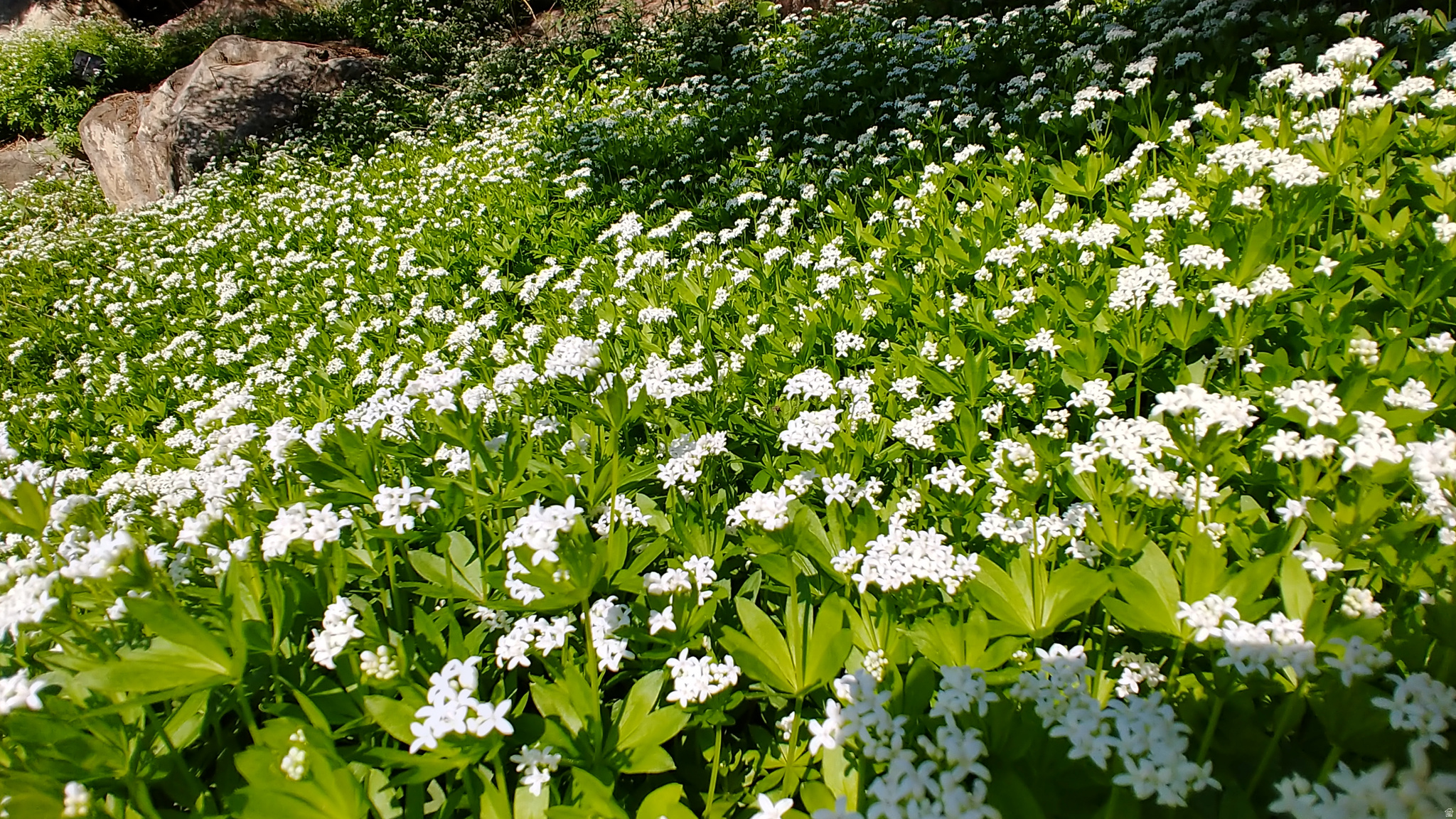 CANYON RIDGE SUBDIVISION PHASE 2 - Residential