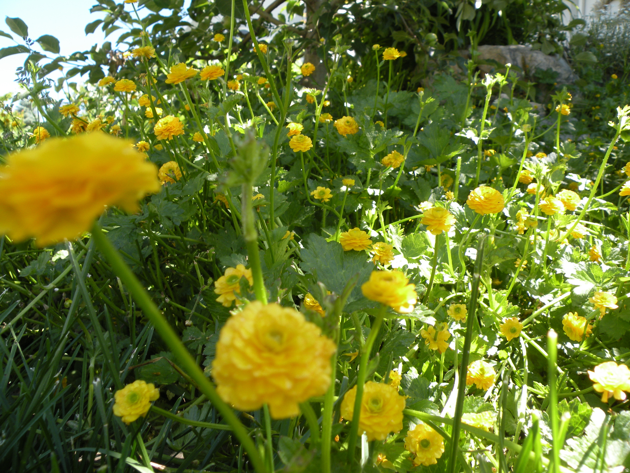 CANYON RIDGE SUBDIVISION PHASE 2 - Residential