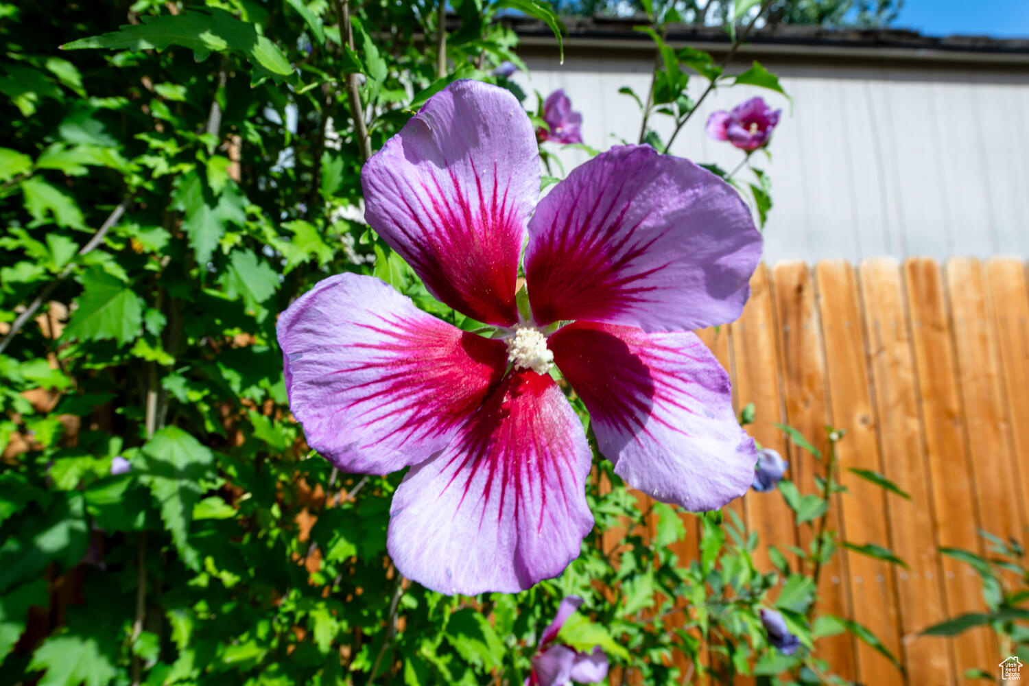 COUNTRY CLUB HEIGHTS - Residential